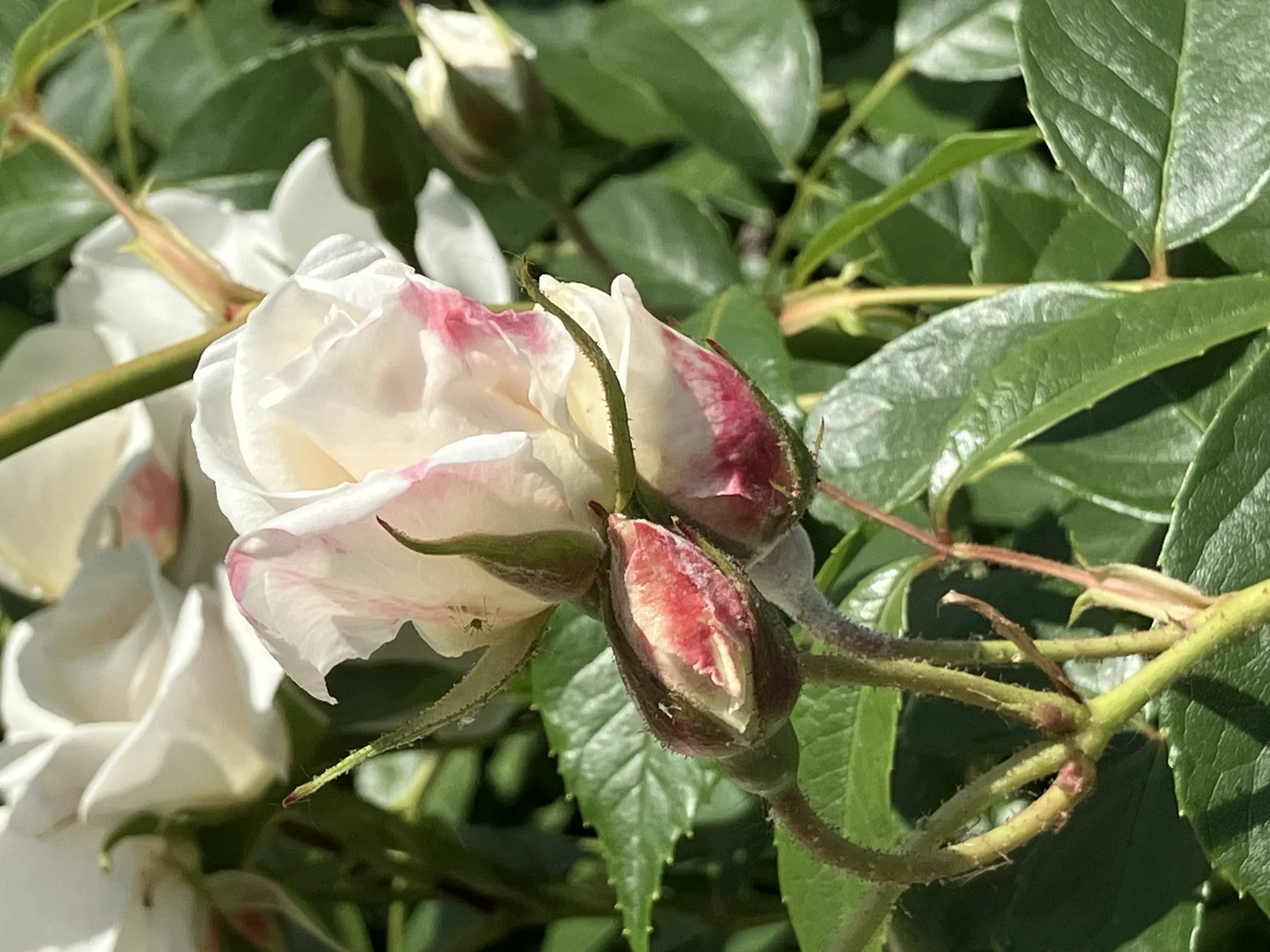 Close-up of a blooming white flower with pink accents on a green leafy plant.