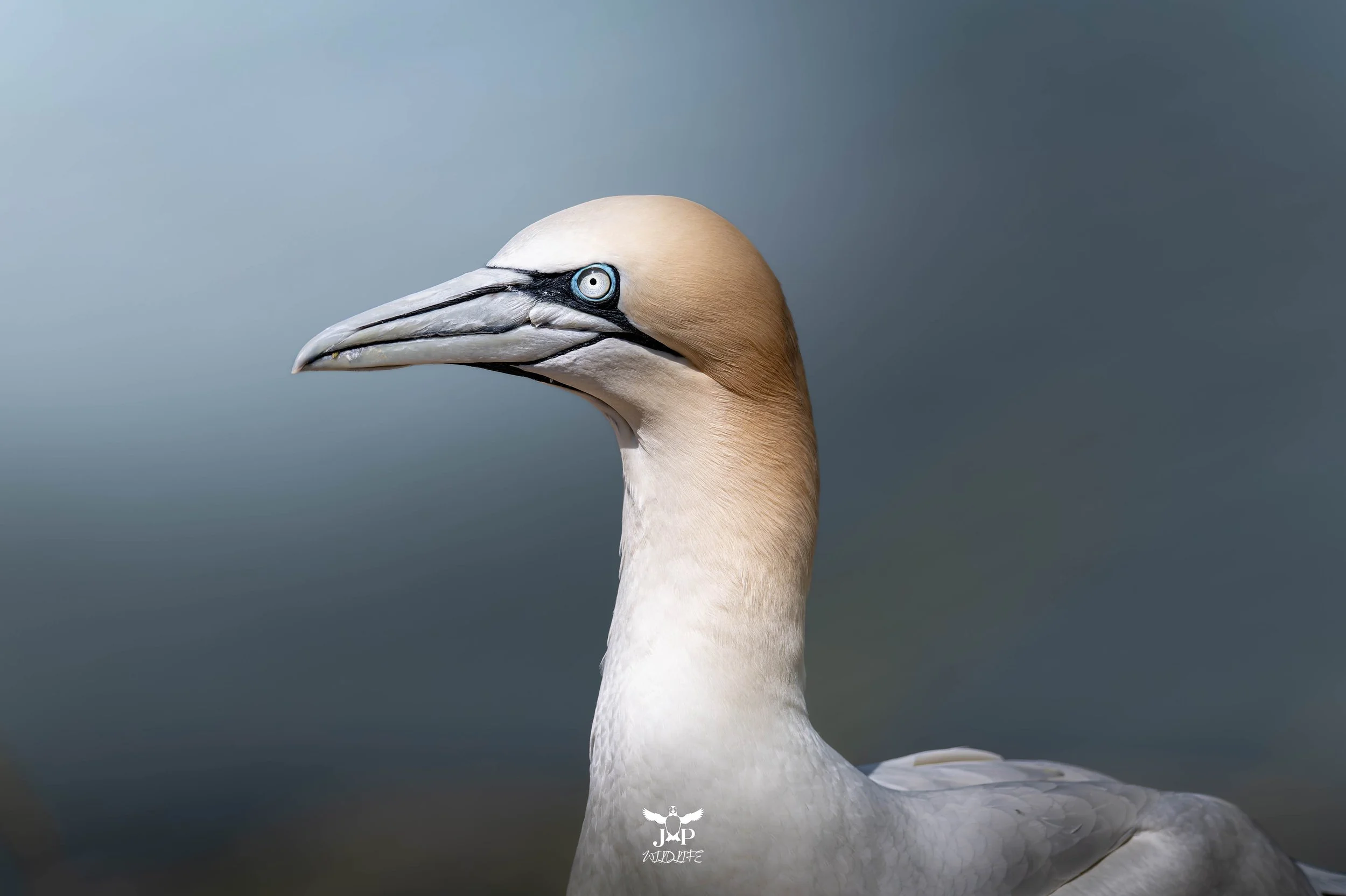 The Gannet'S Gaze.jpg