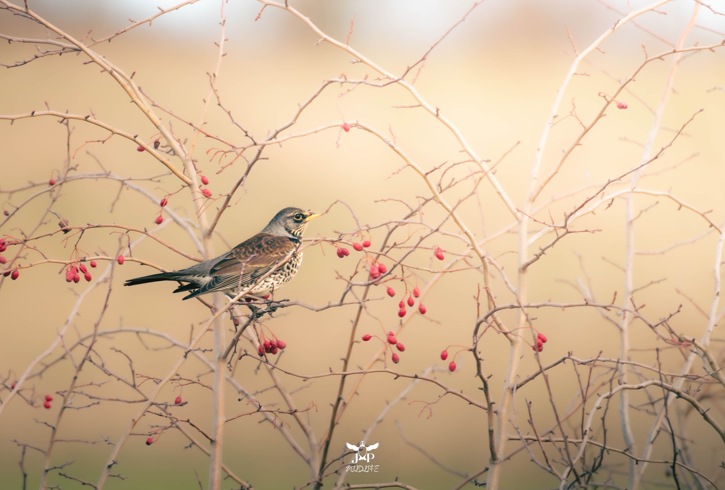 Berries and Stillness.jpg