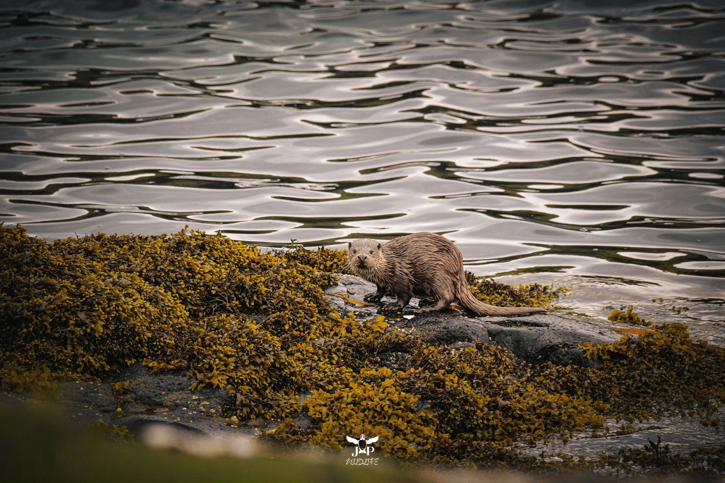 Otter Gaze.jpg