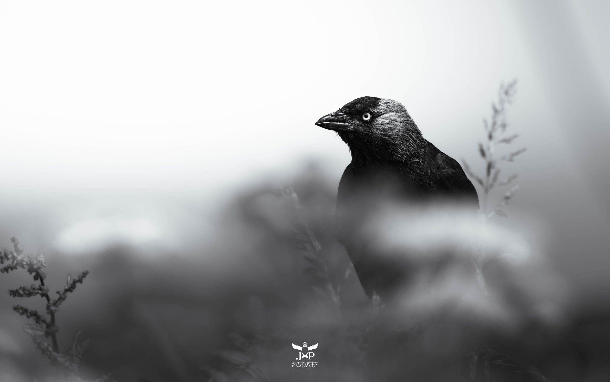 Silver-Eyed Sentinel.jpg