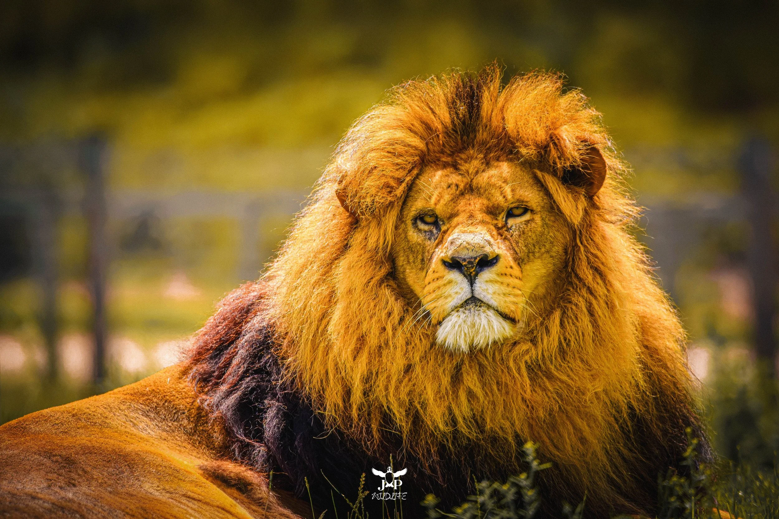 August - Yorkshire Lion King-topaz.jpg