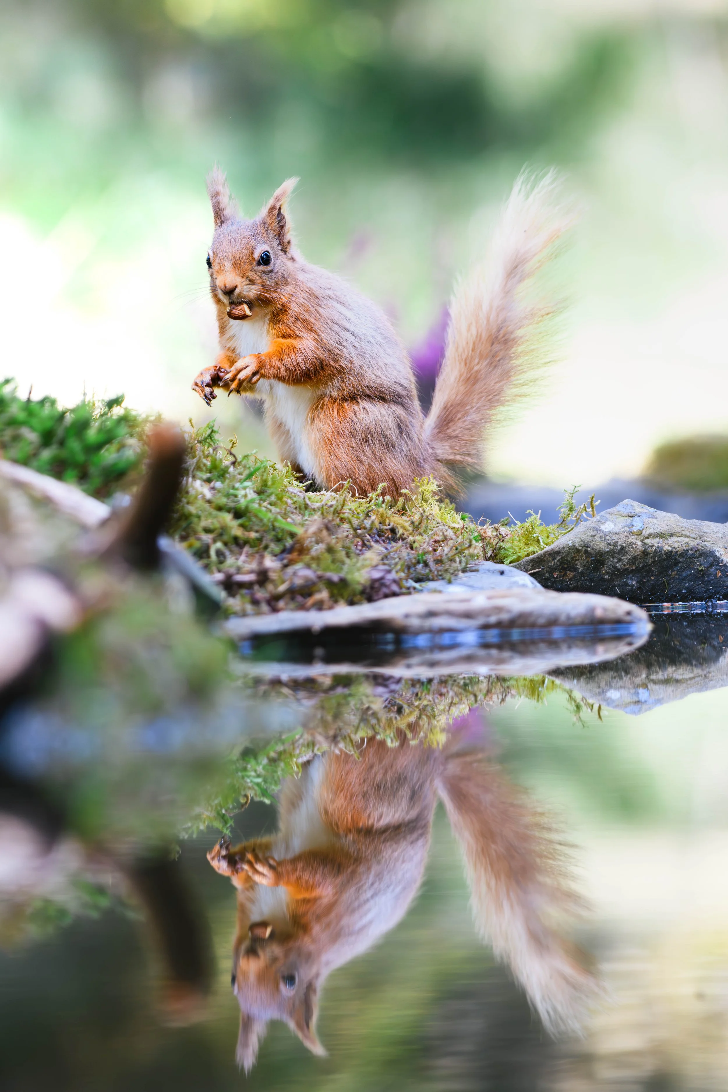 Quiet Reflections