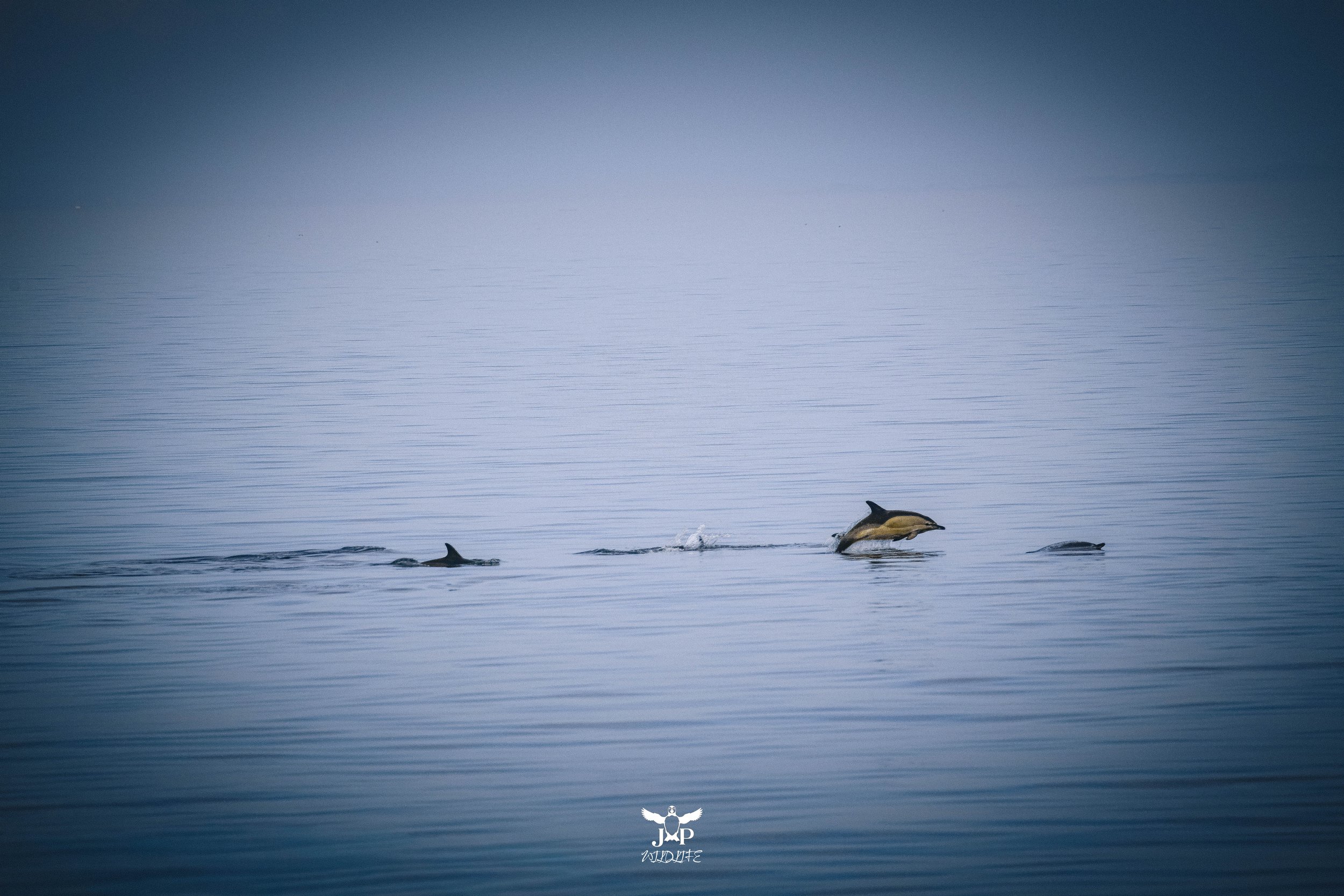 Common Dolphin.jpg