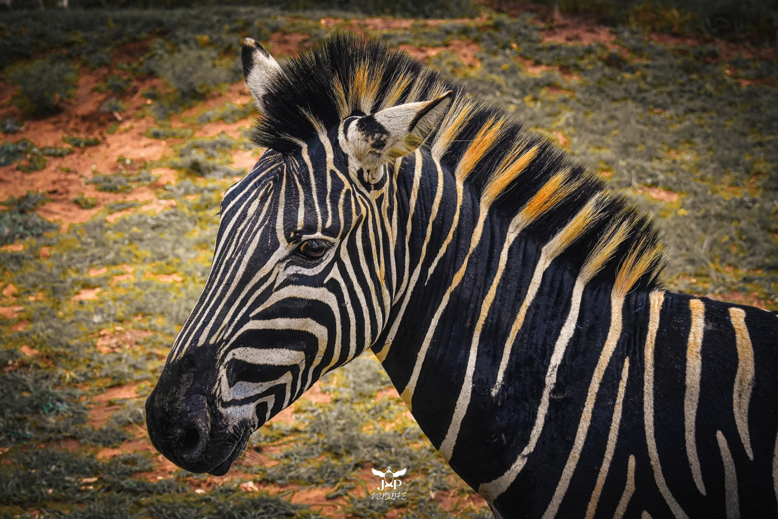 Zebra-topaz.jpg