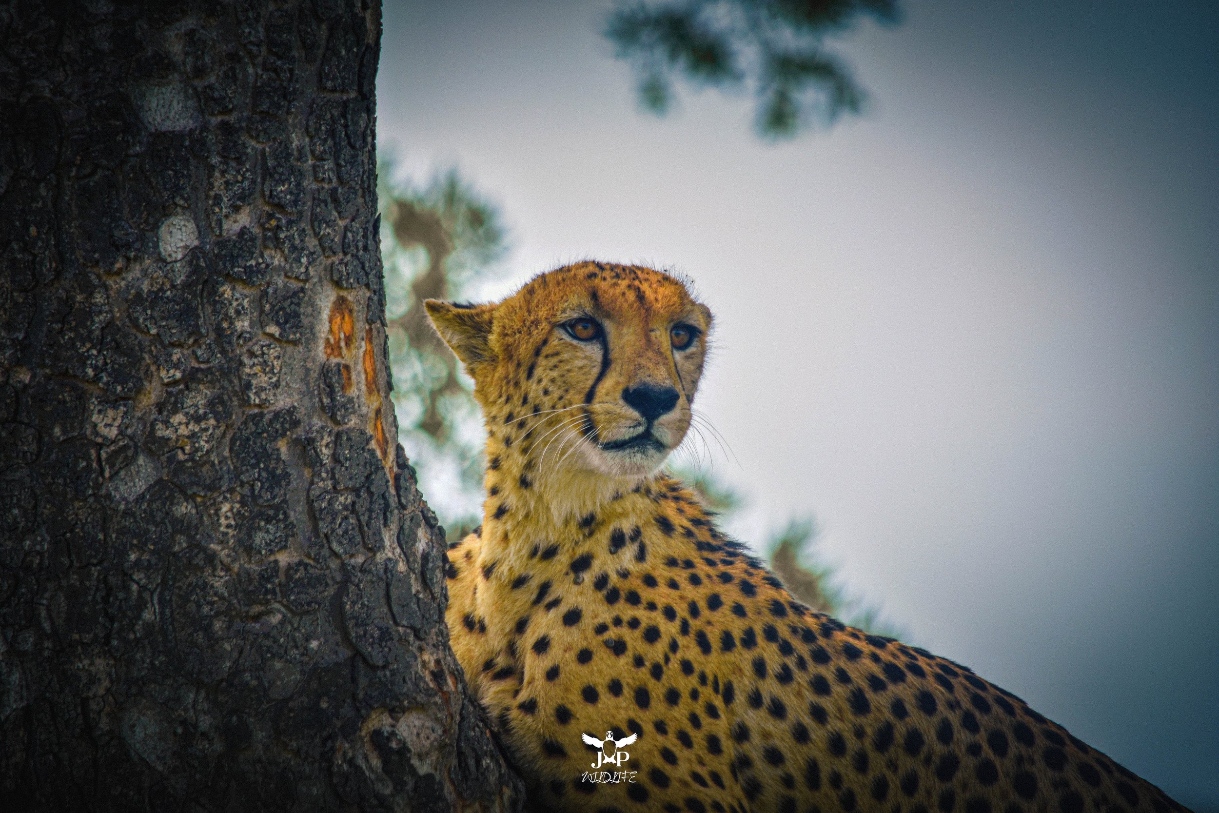 Cheetah (Kruger).jpg