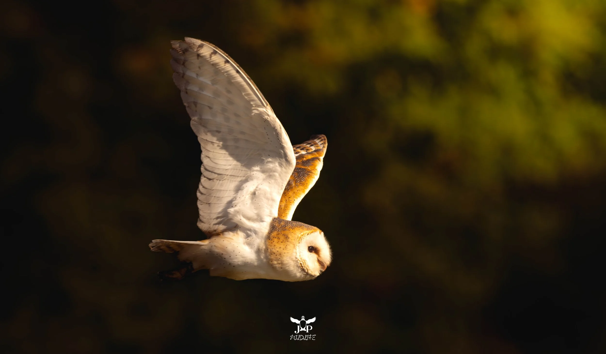 Flight of the Ghost Owl.jpg