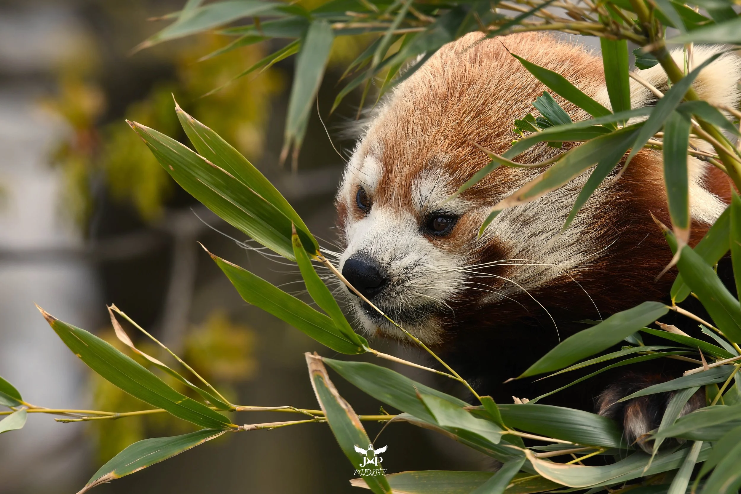 Red Panda-topaz-denoise-enhance-sharpen.jpg