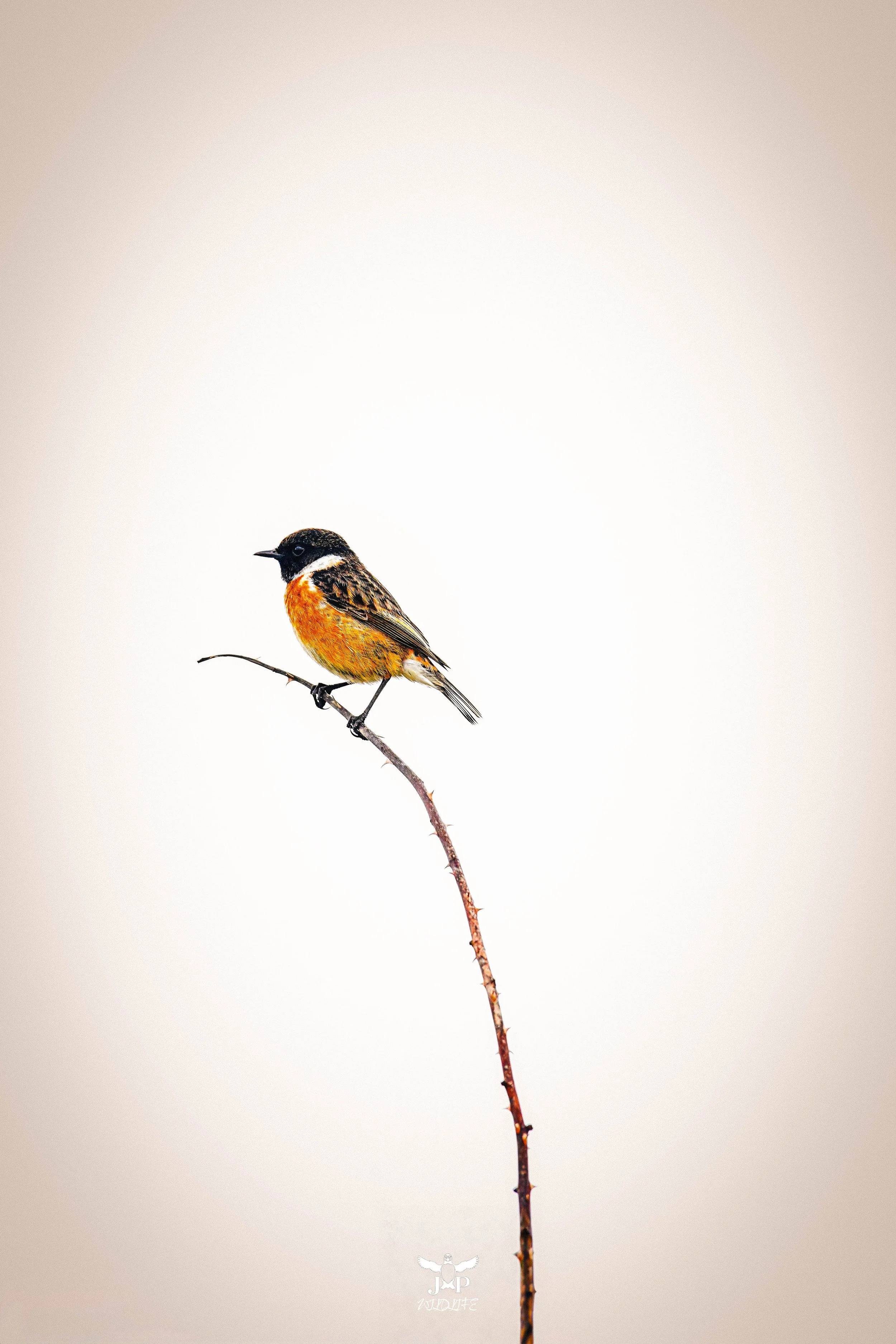 Stonechat’s Vigil.jpg
