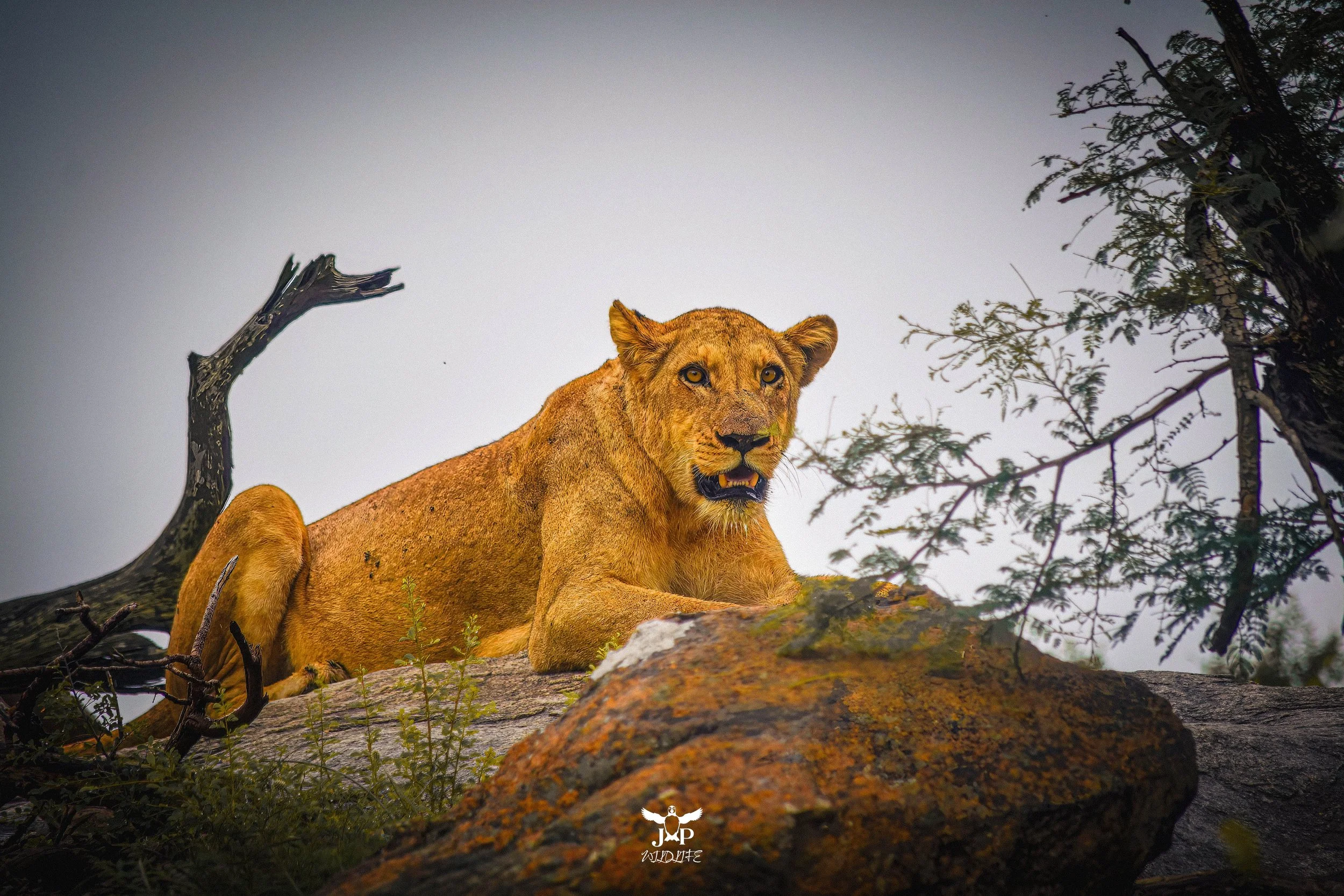 Lioness-topaz.jpg