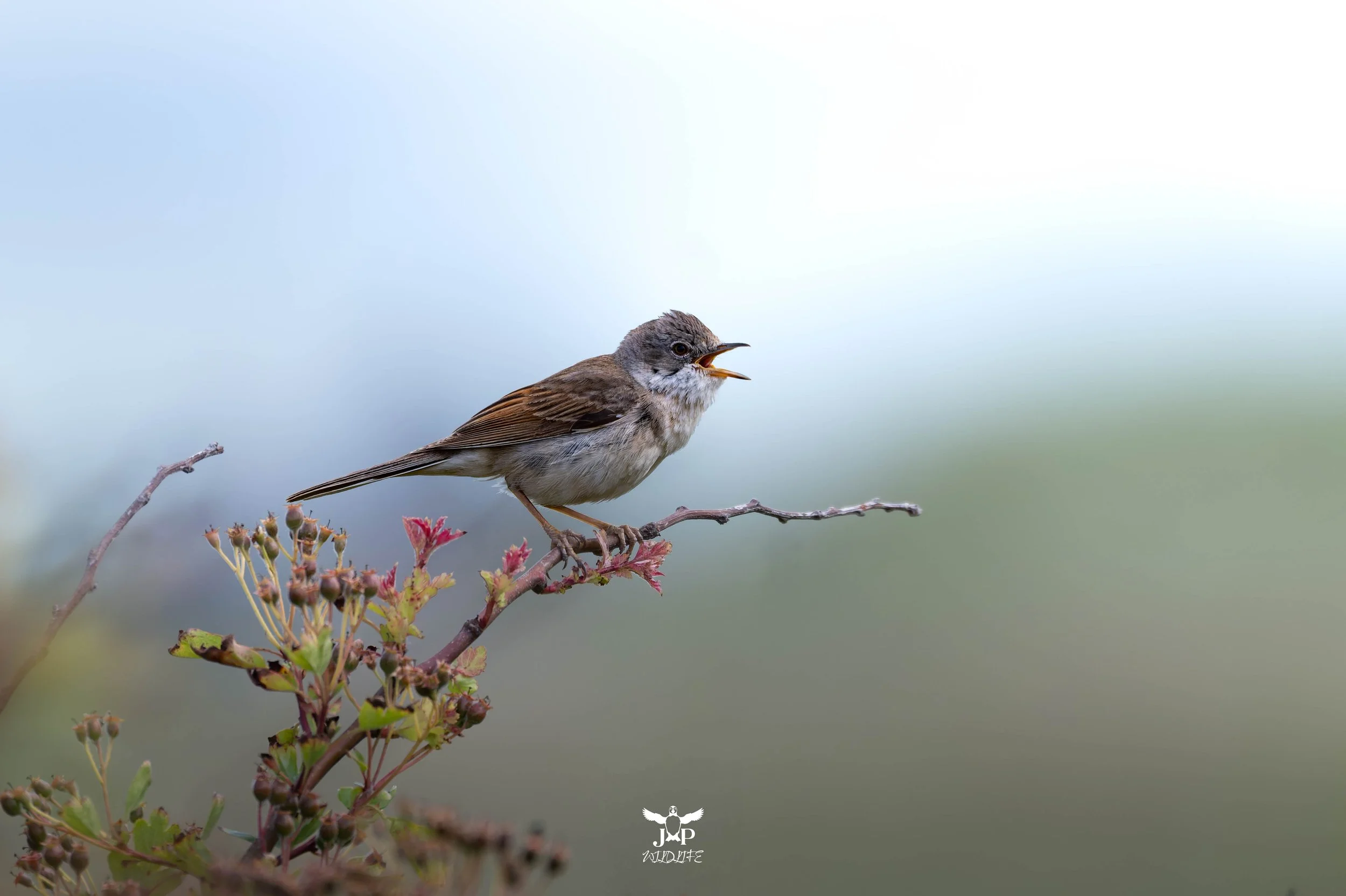 Whitethroat's Serenade.jpg