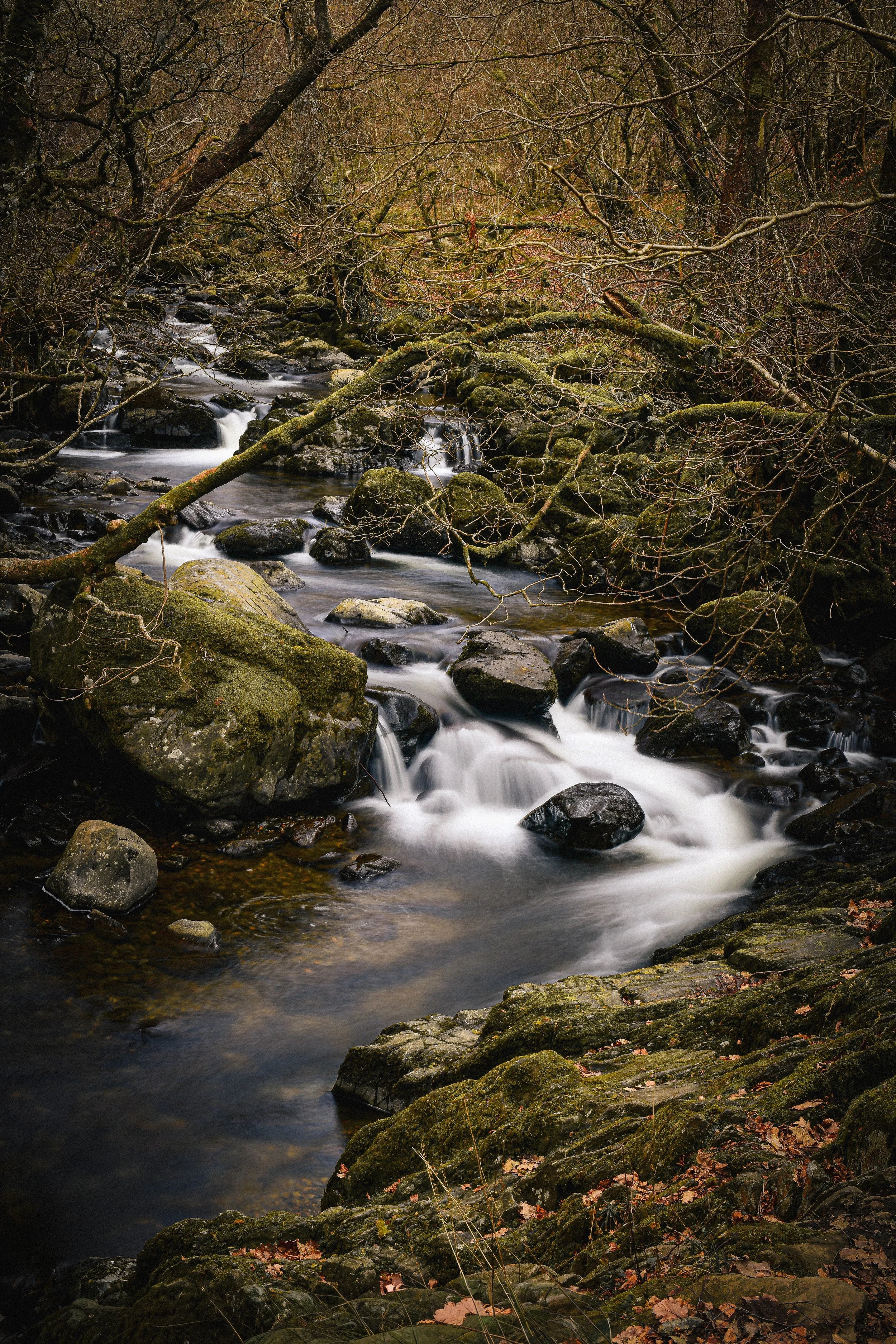 Whispers of the Forest Stream