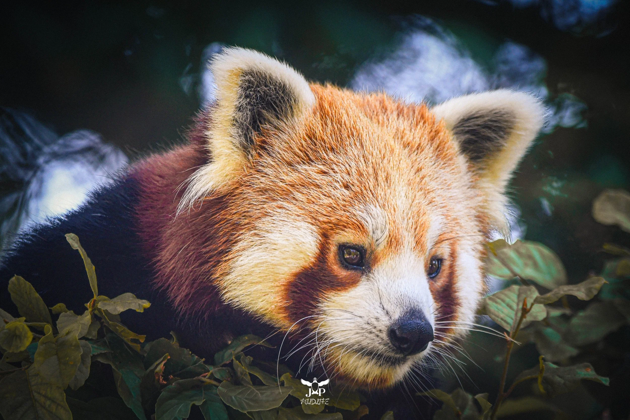 Red Panda.jpg