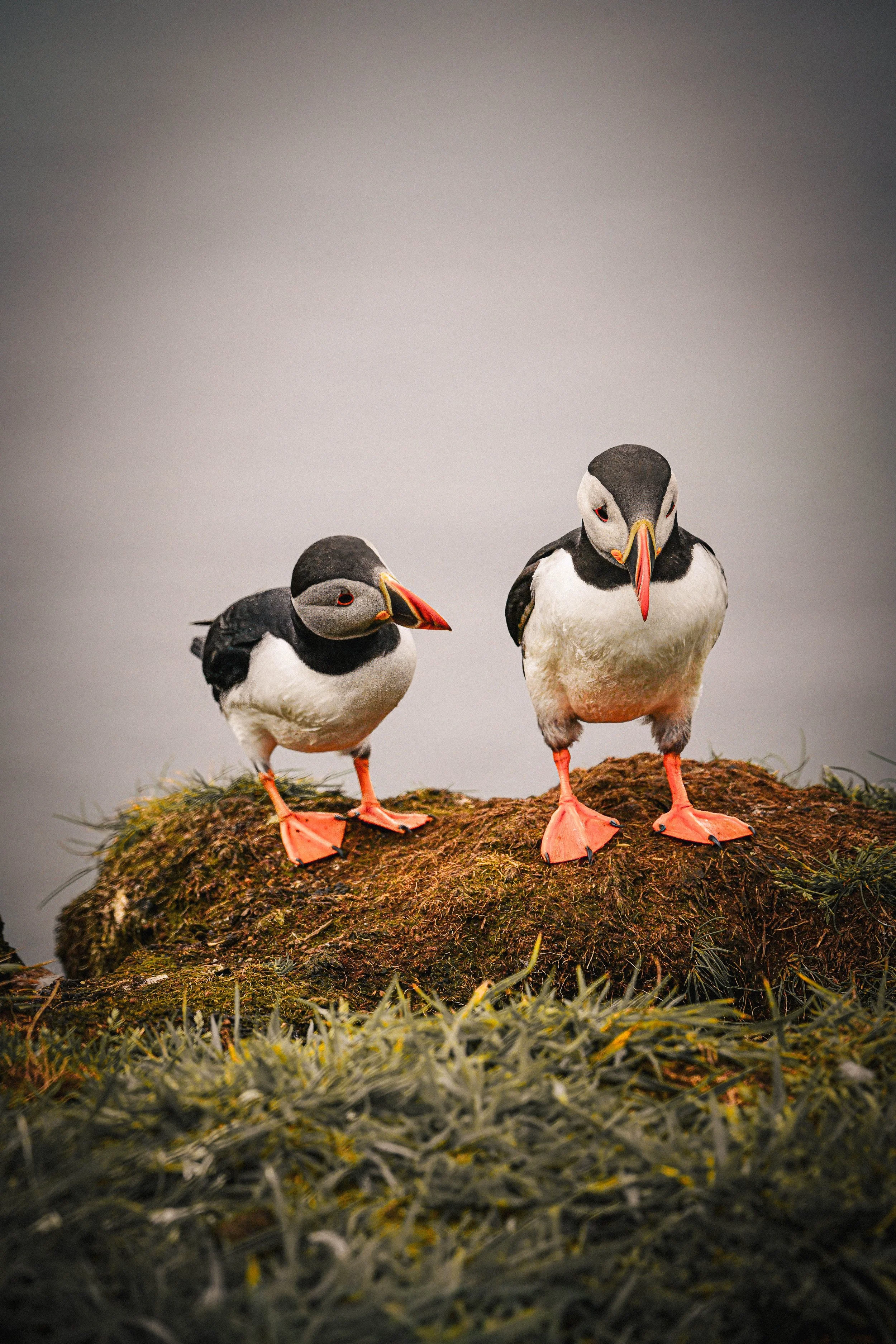 Puffin Pals