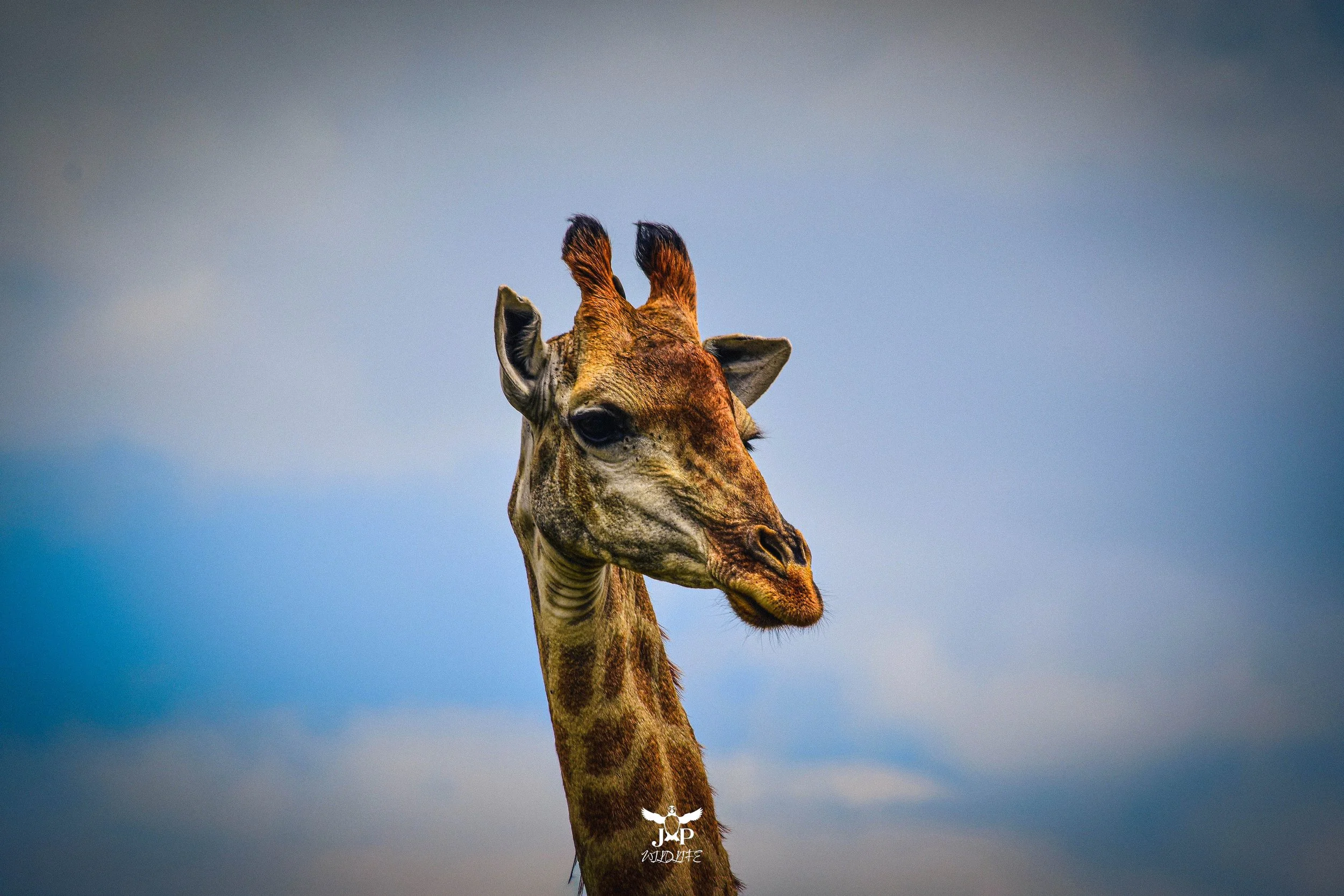 Giraffe.jpg