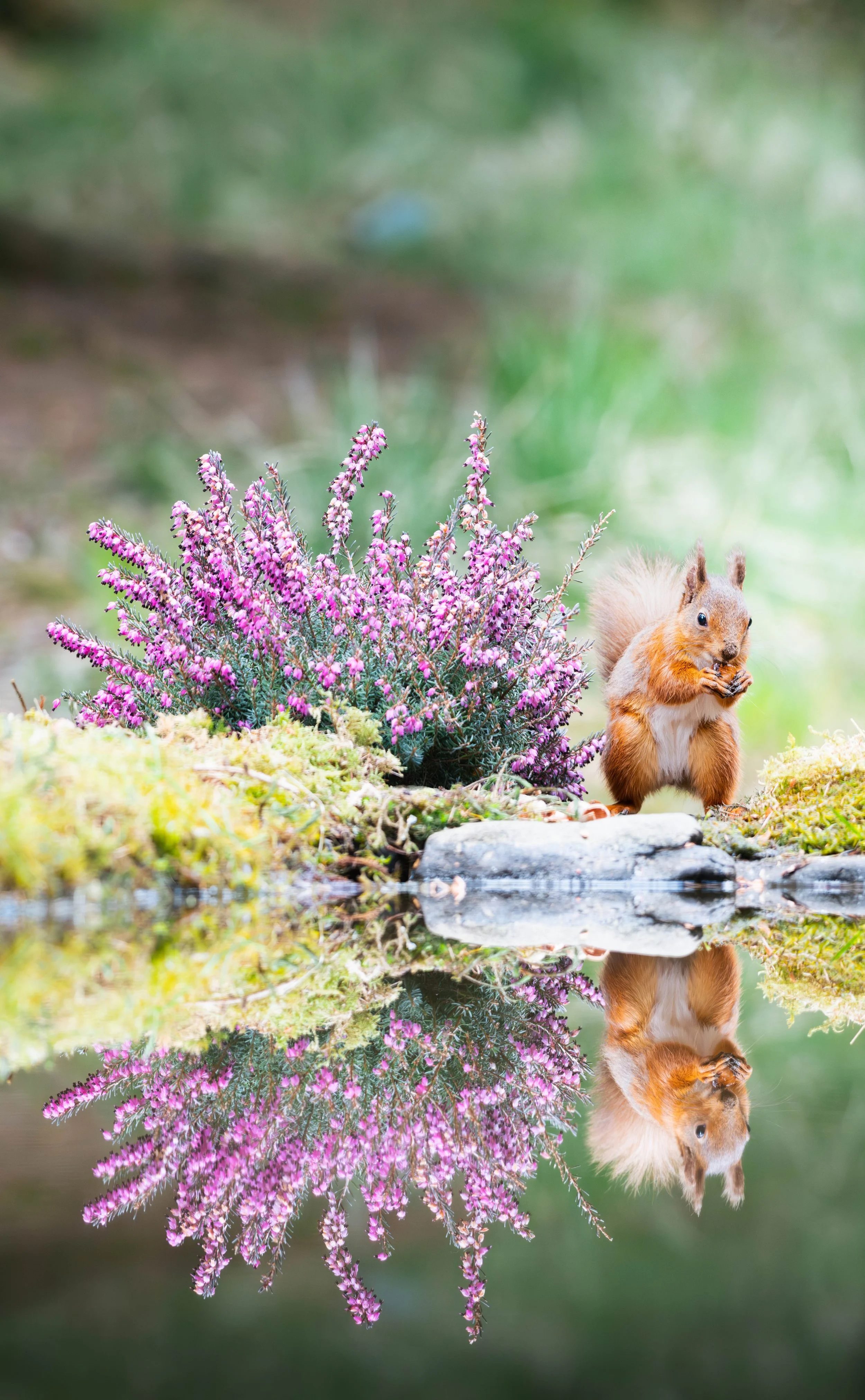 Stillness & Symmetry