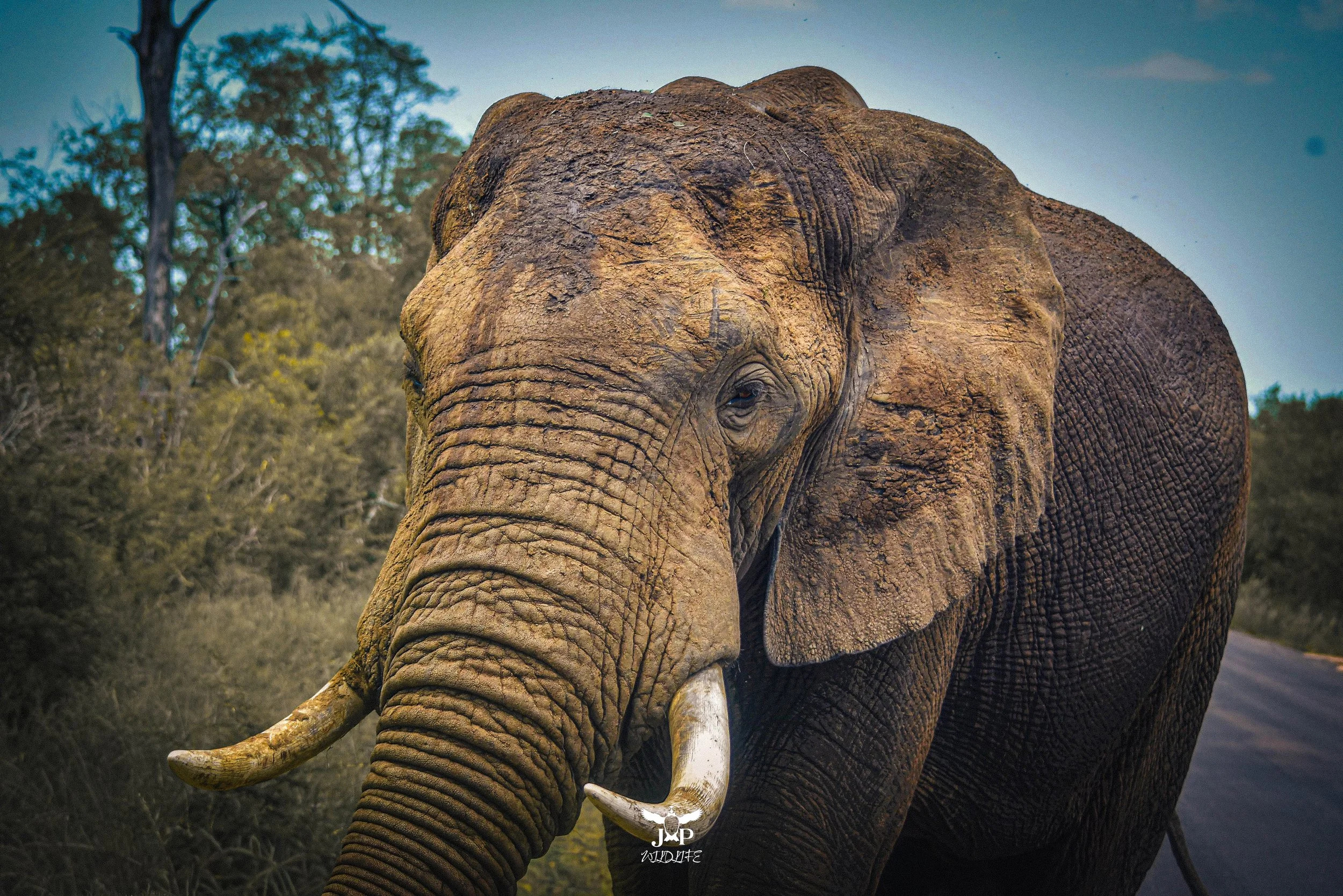 Big Bull Elephant-topaz.jpg