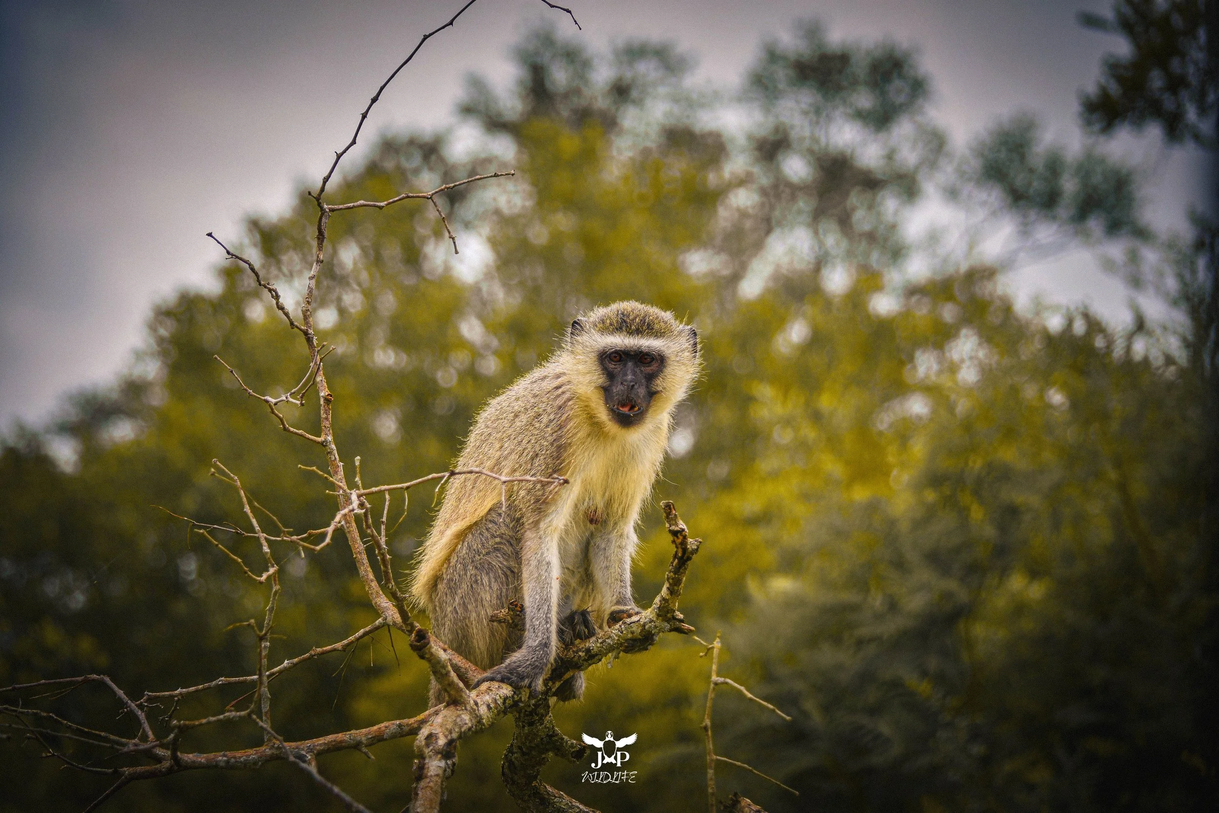 Gasping Monkey.jpg