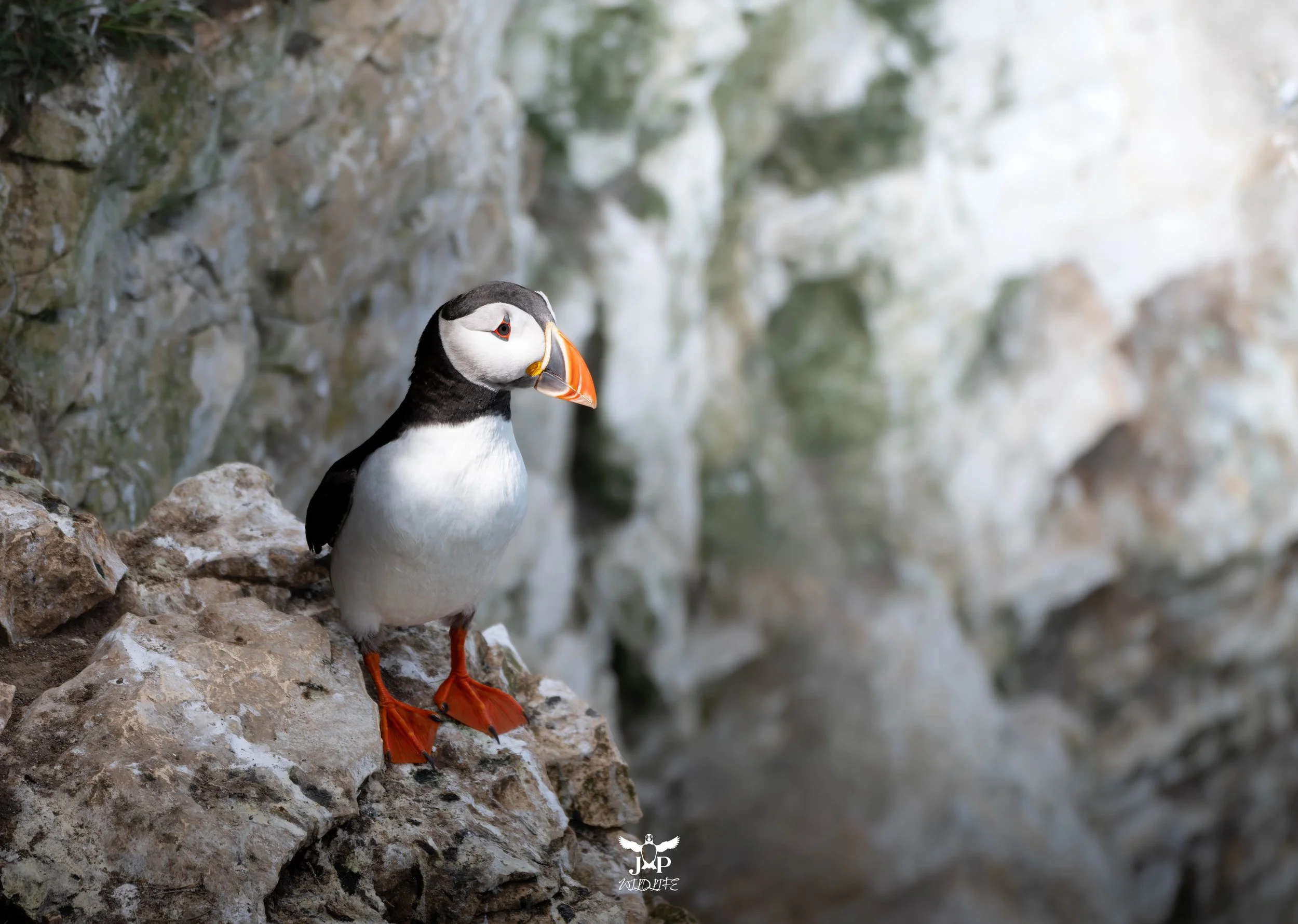 Puffin's Perch.jpg