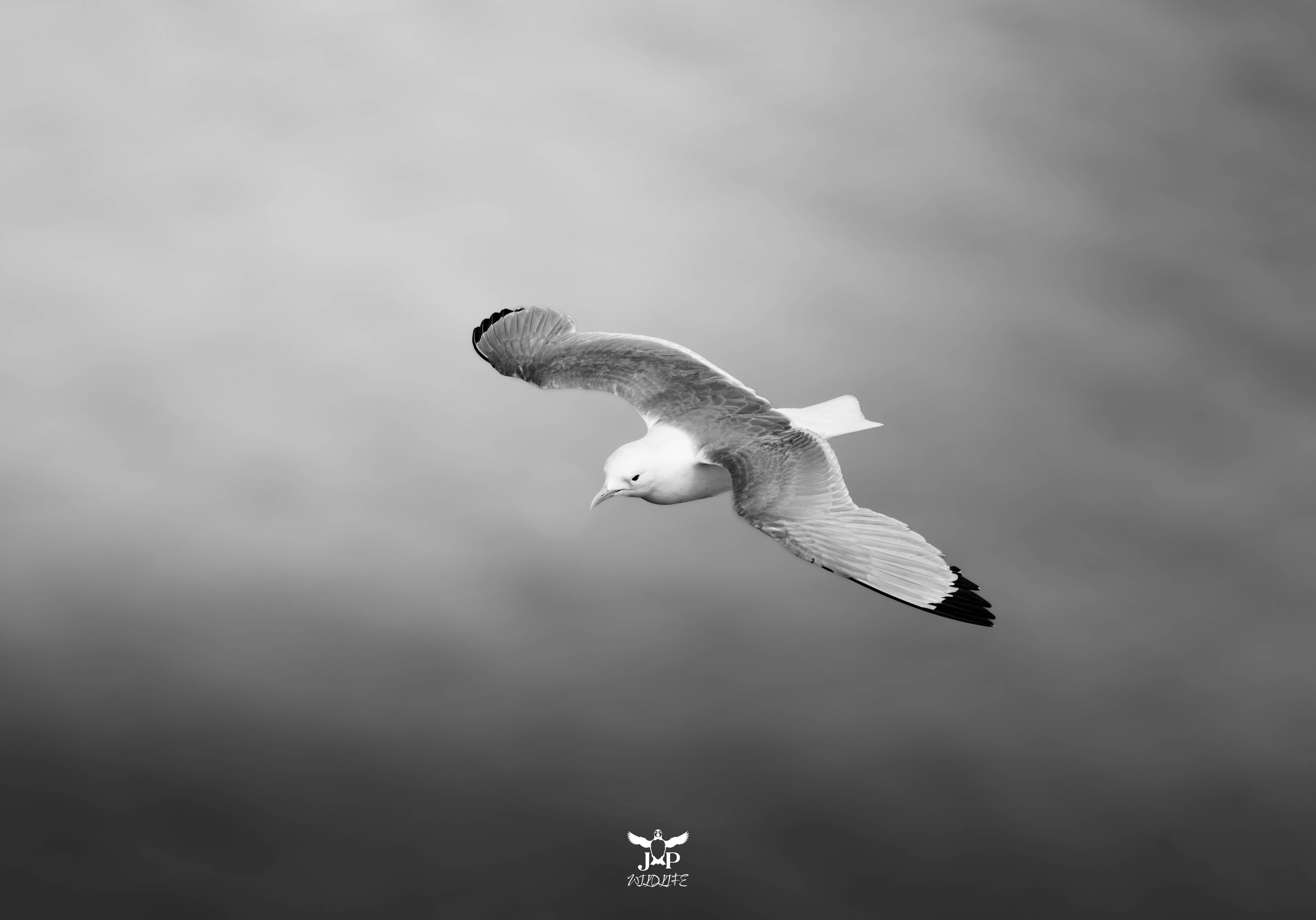 Wings of Silence.jpg