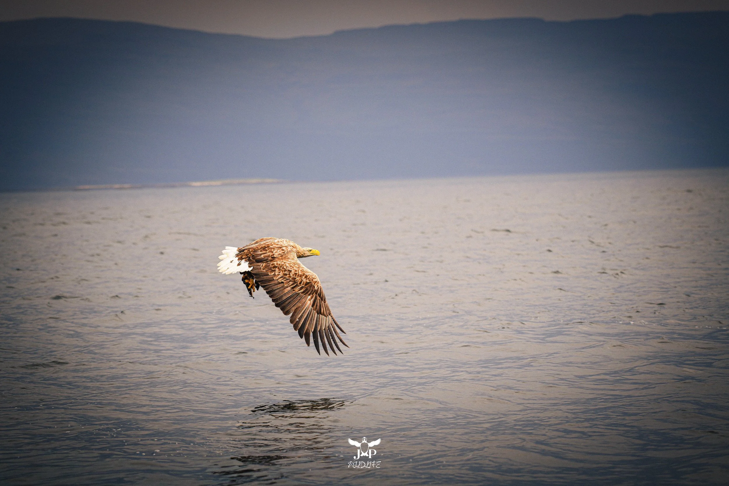 Soaring with the Catch.jpg
