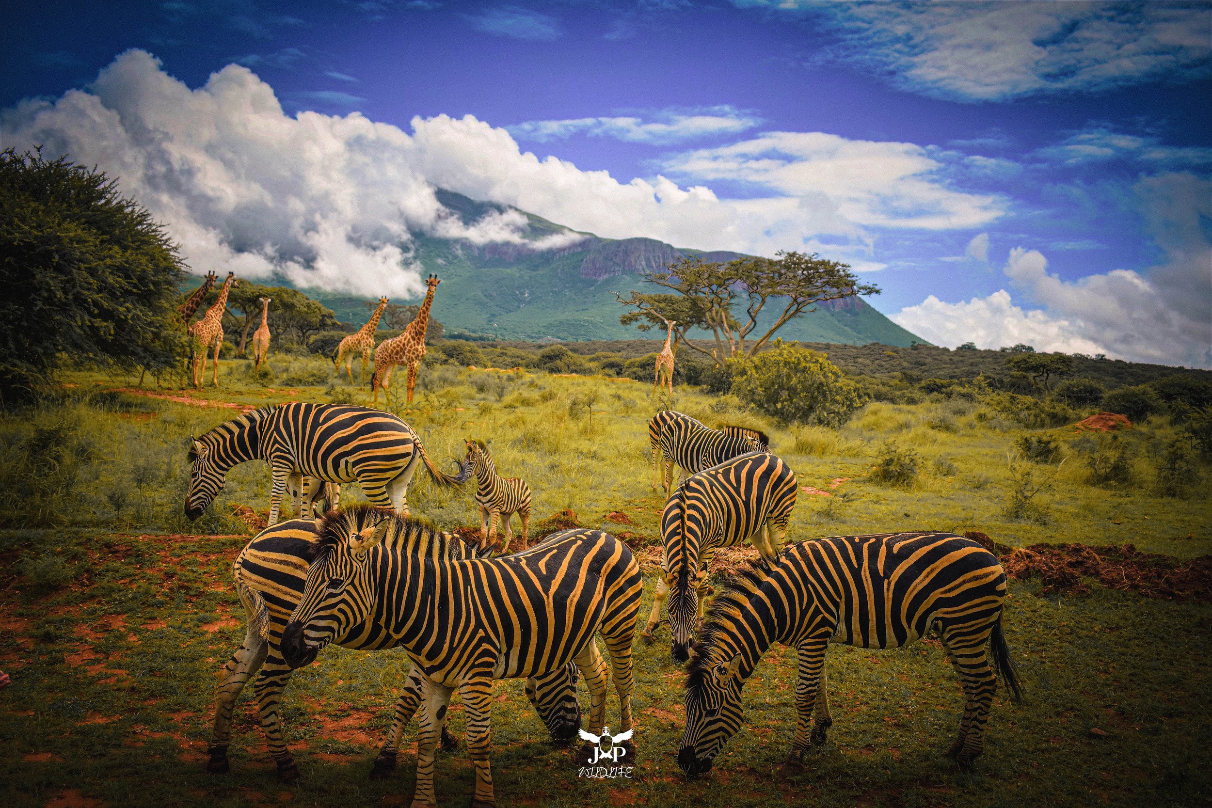 Zebra. Giraffe + Montains-topaz-denoise-enhance-sharpen.jpg