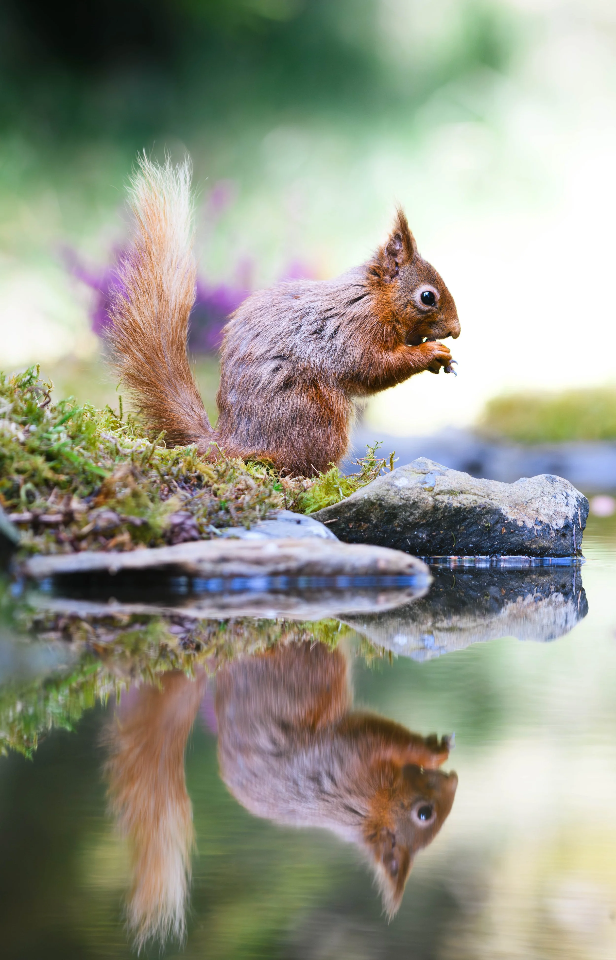 Woodland Feast