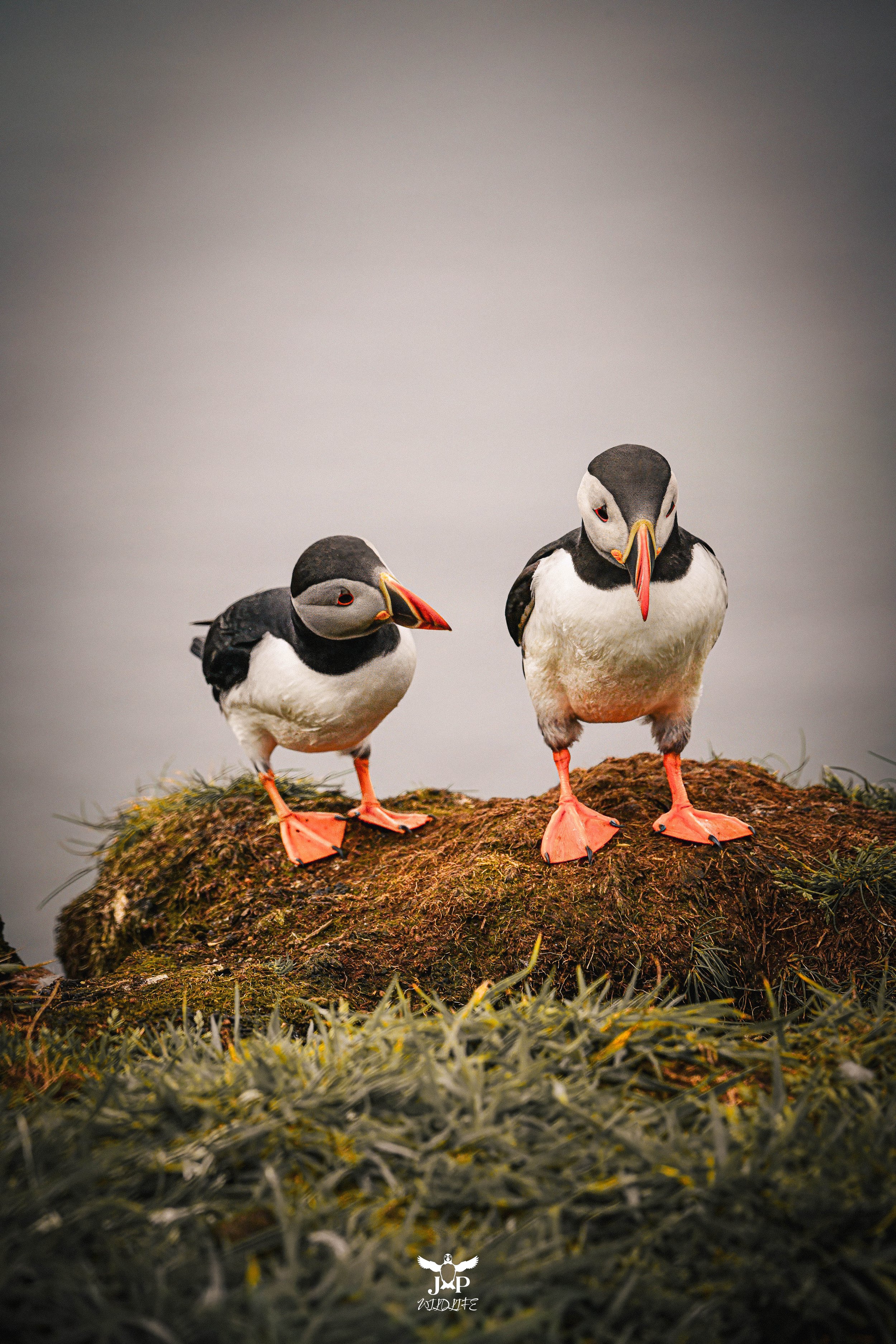 Puffin Pals.jpg