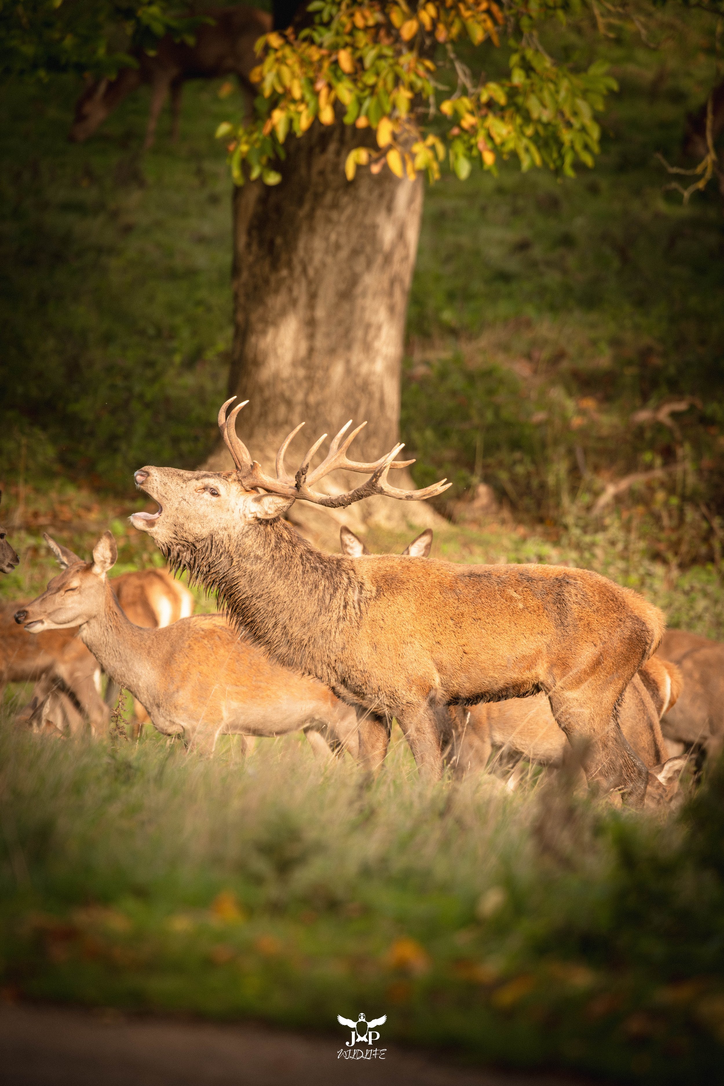 The Roar of Autumn.jpg