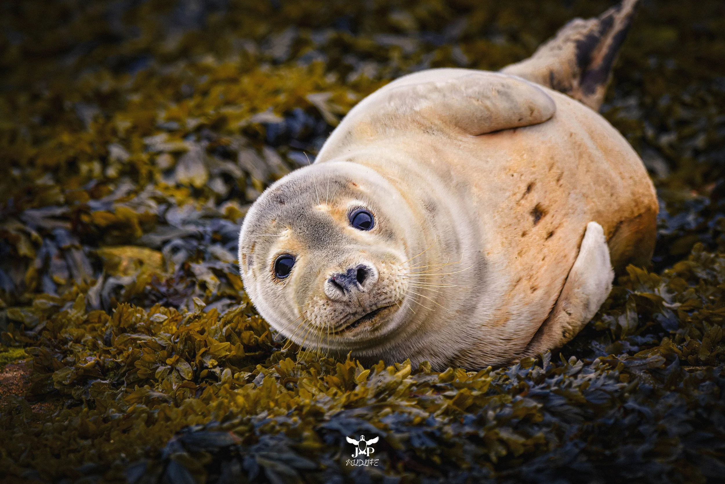 Lone Seal on the Rocks.jpg