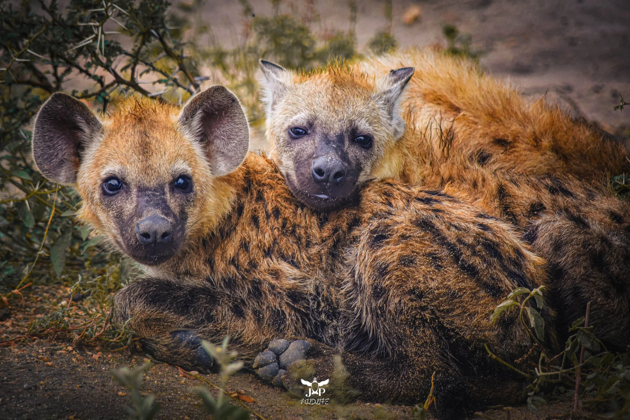 Lazy and Alert Hyena-topaz.jpg