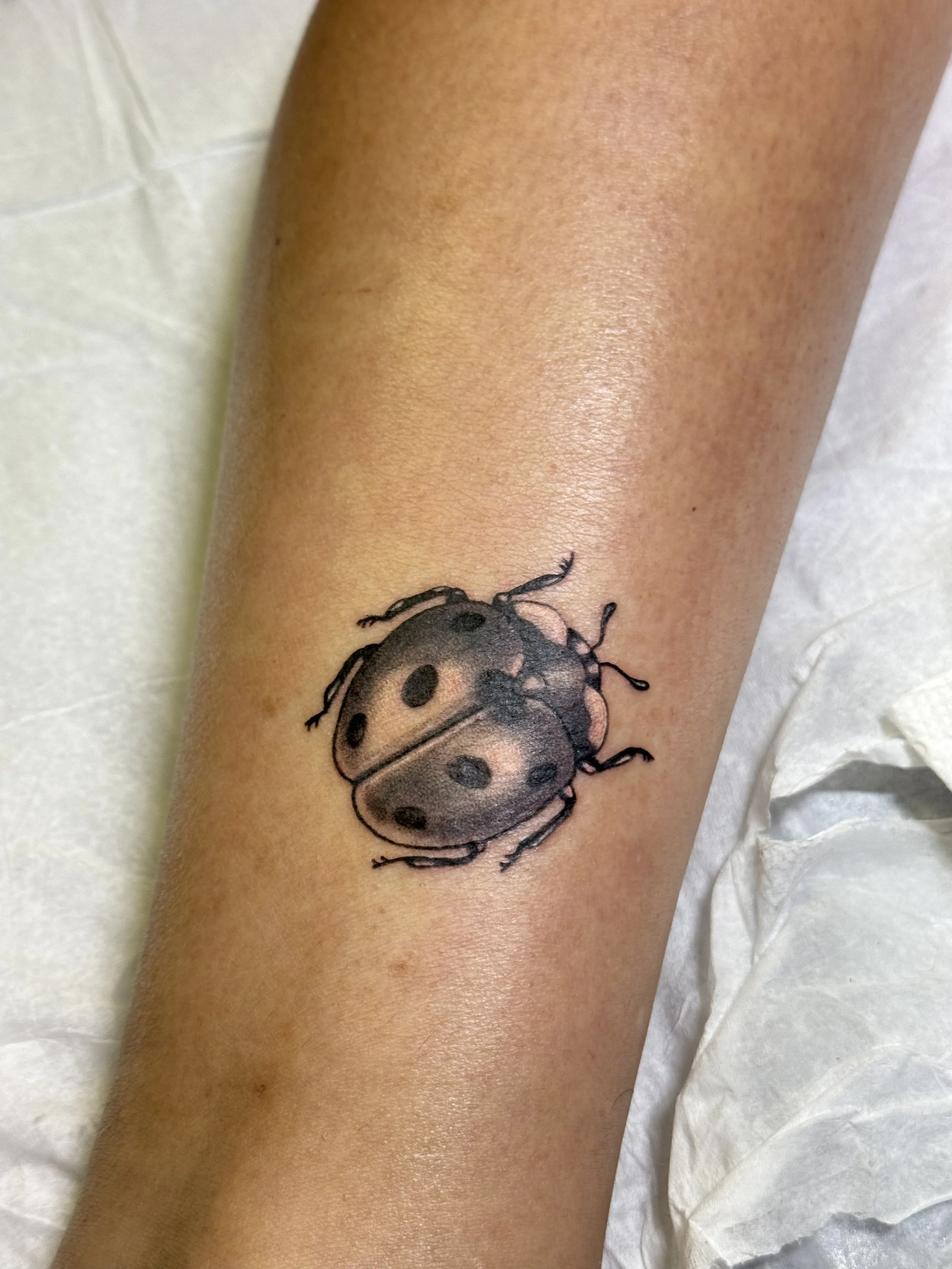 ladybug.jpg
