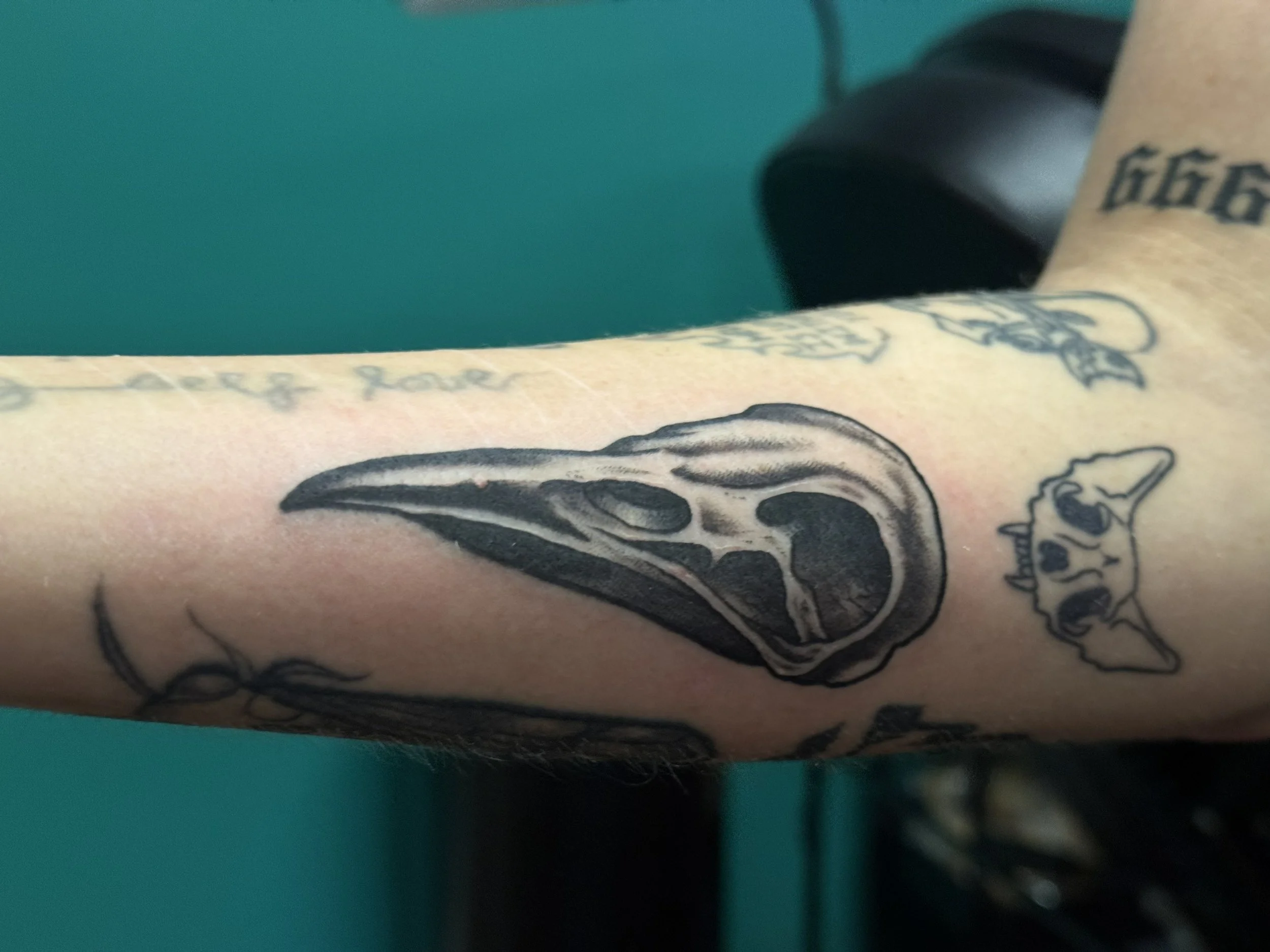 raven skull.jpg