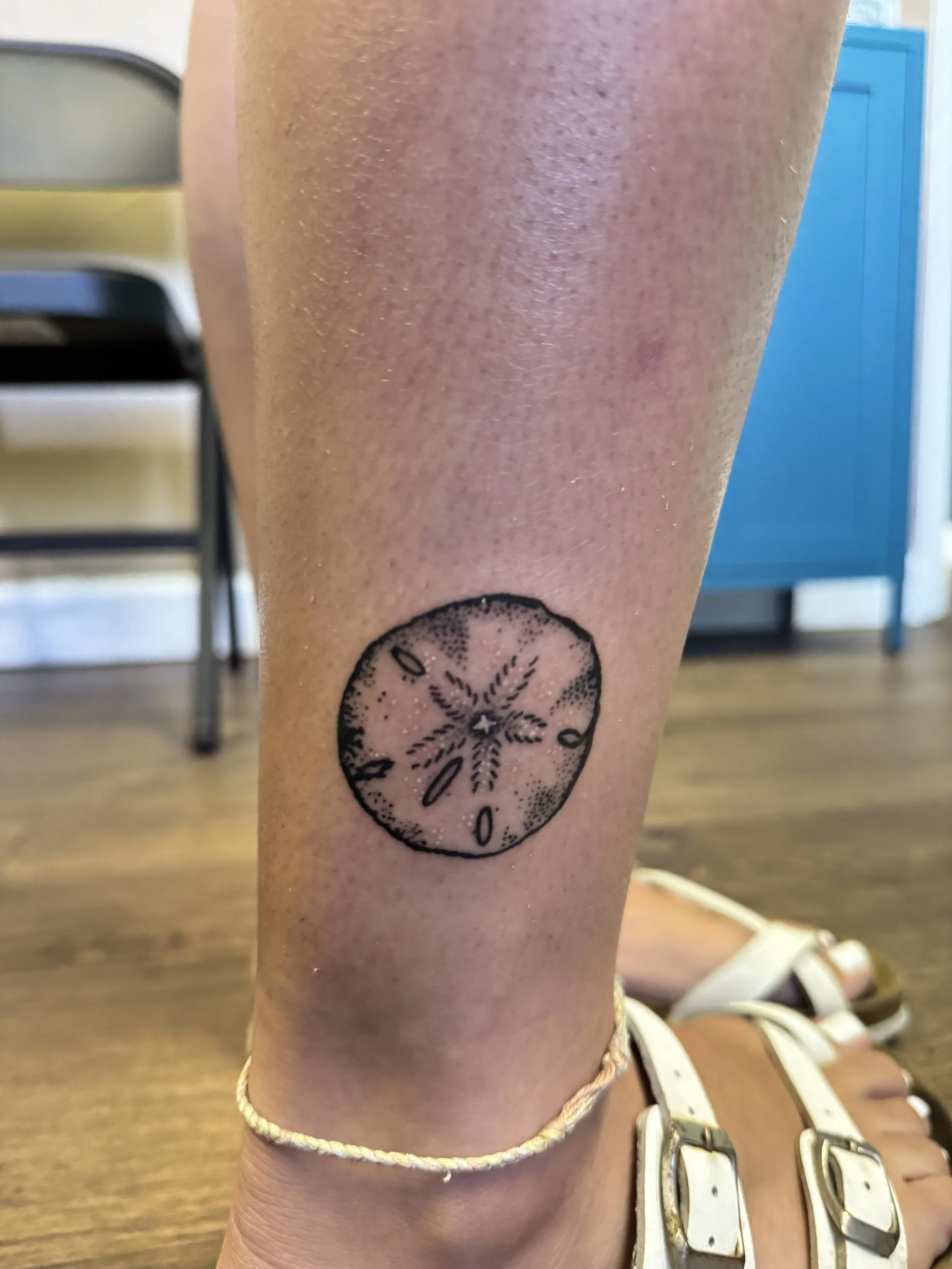 sand dollar.jpg