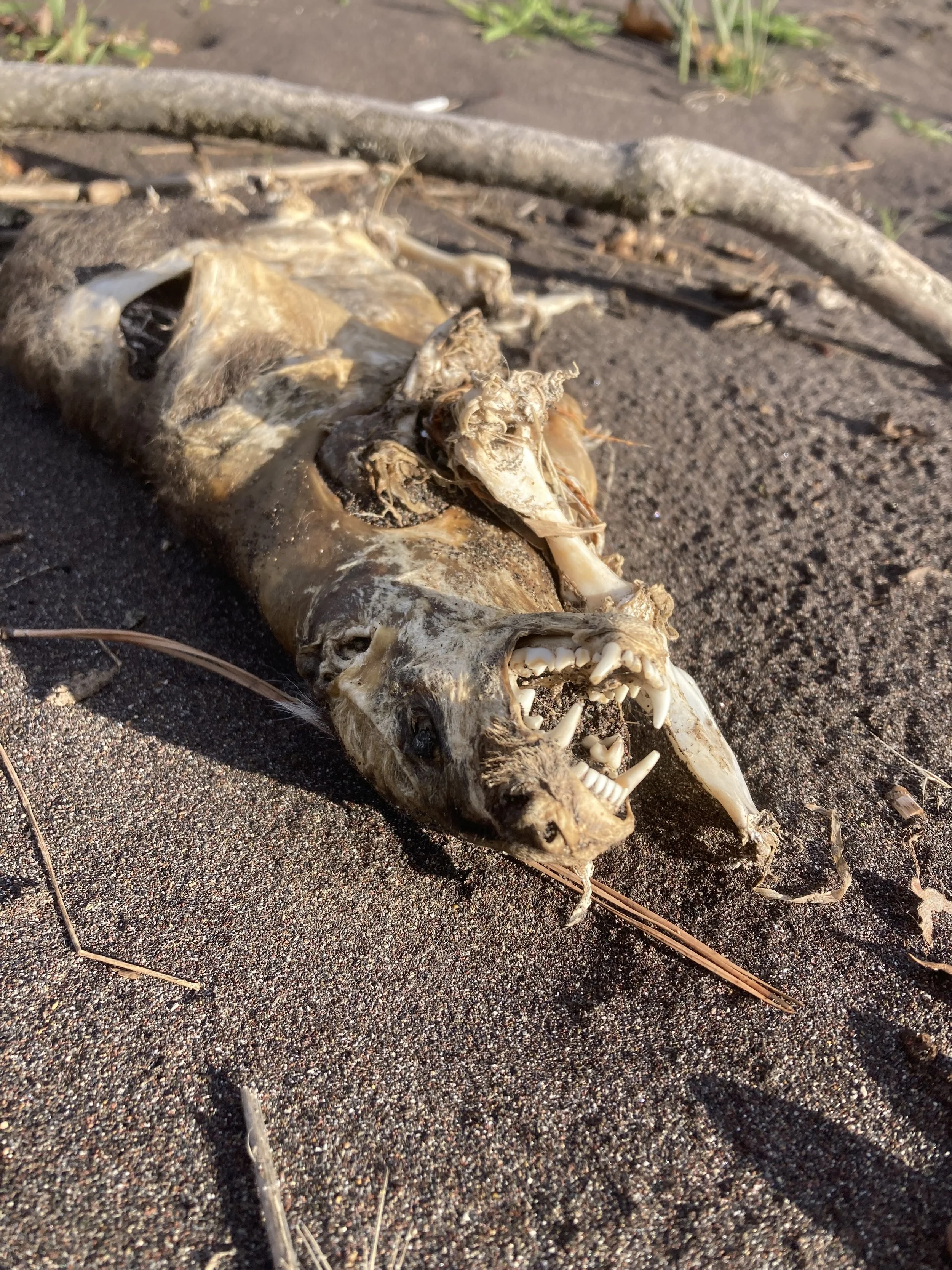 Mummified remains of a young American Badger washed ashore.