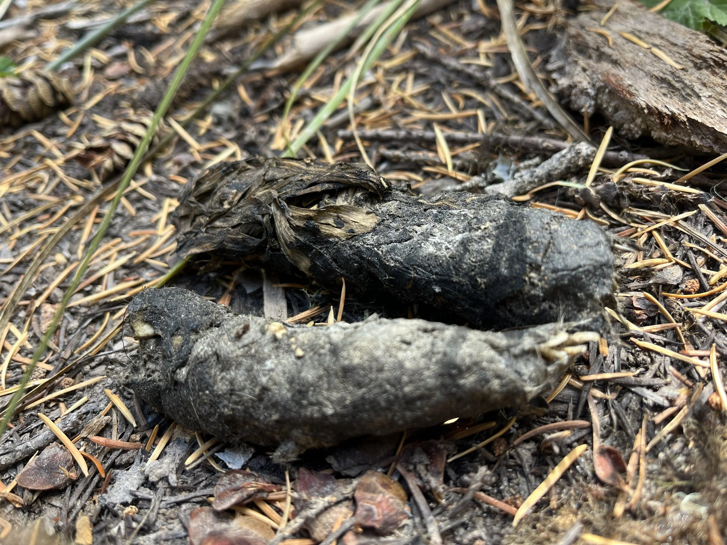 A handsome Coyote scat.