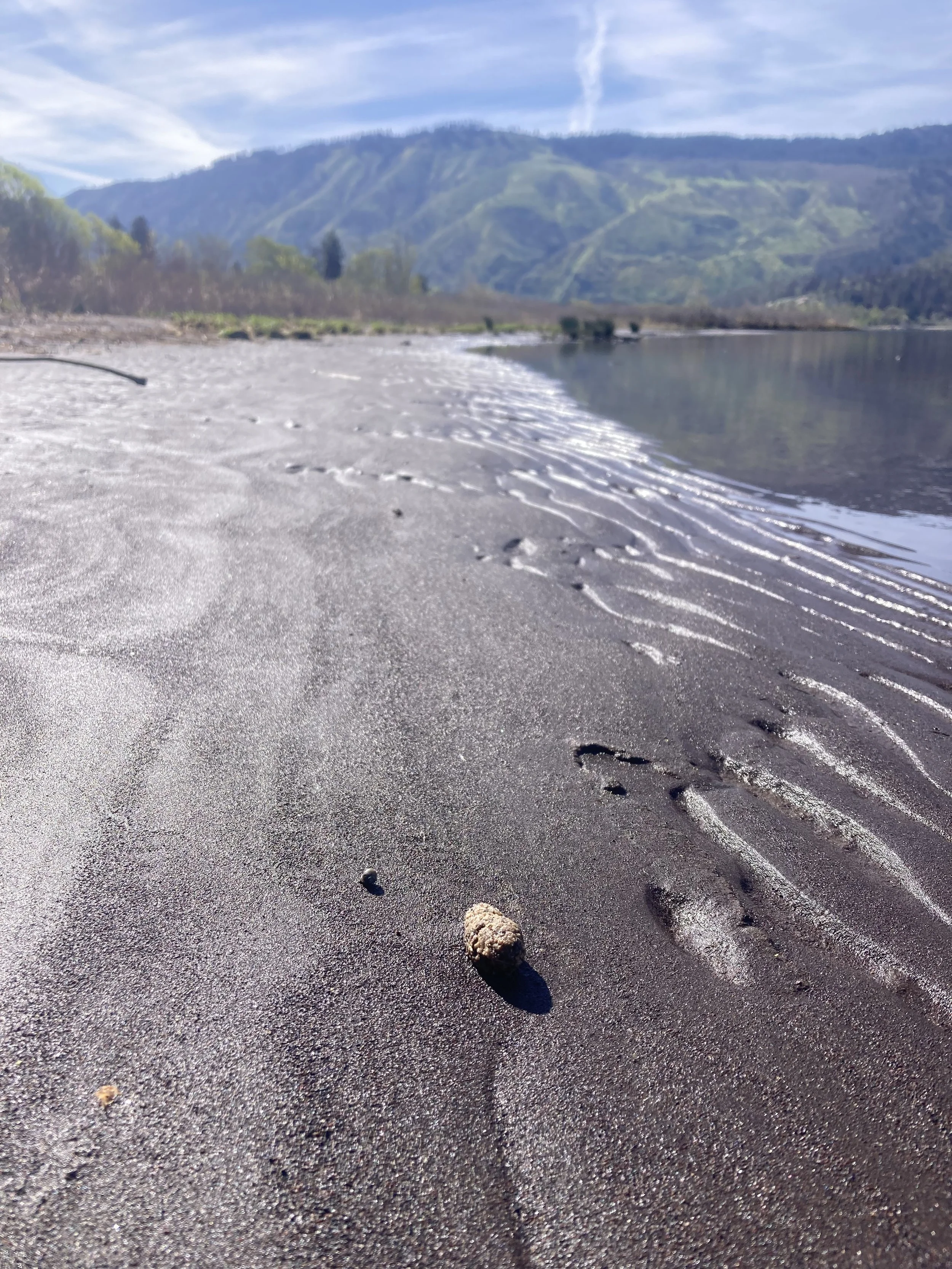 Beaver Scat