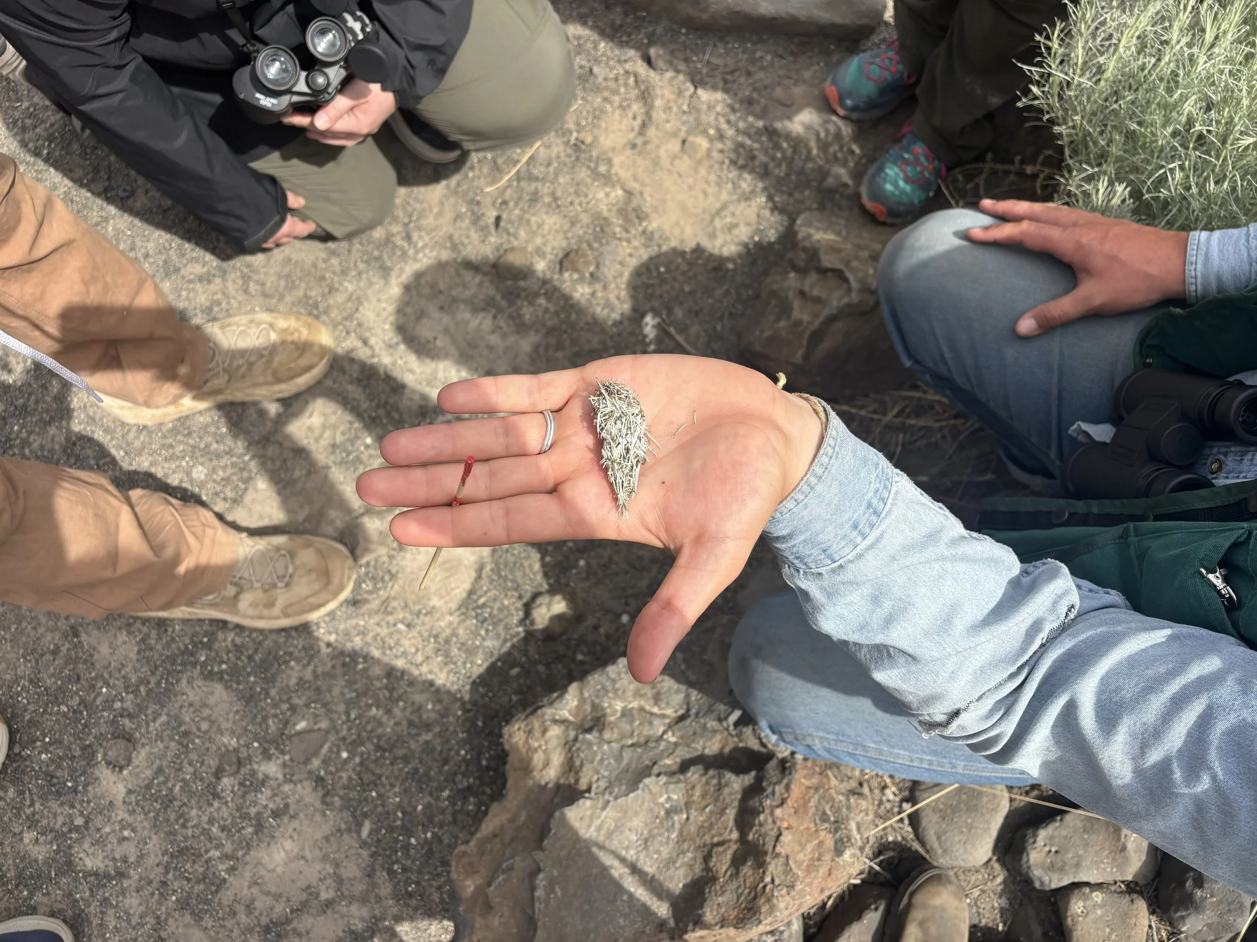 Person holding a small plant or leaf in their hand, seen from above, with other people around on rocky ground, some wearing hiking boots and one person with binoculars.