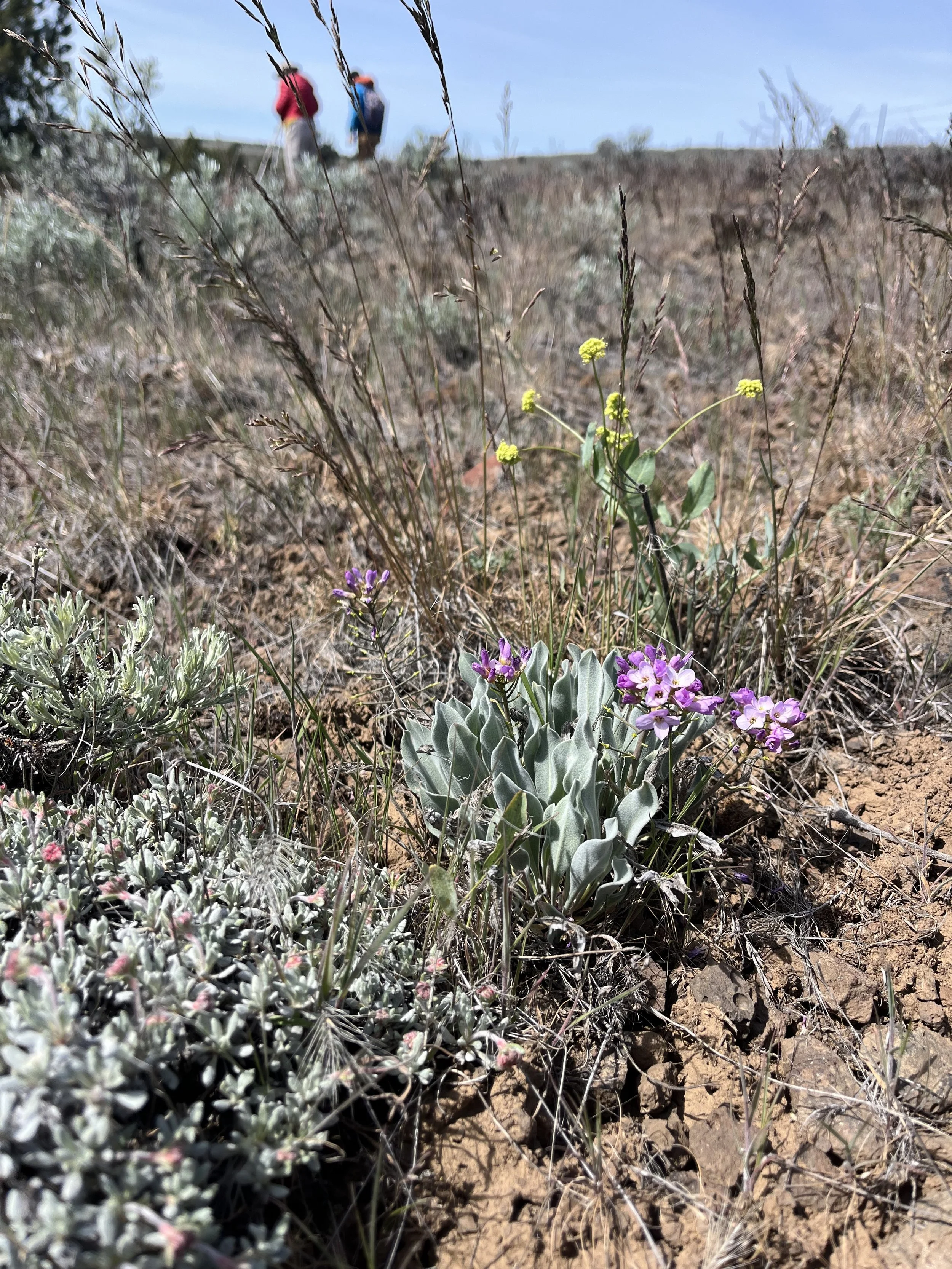 Close-up of desert plants and purple wildflowers with two hikers in the background under a clear sky.
