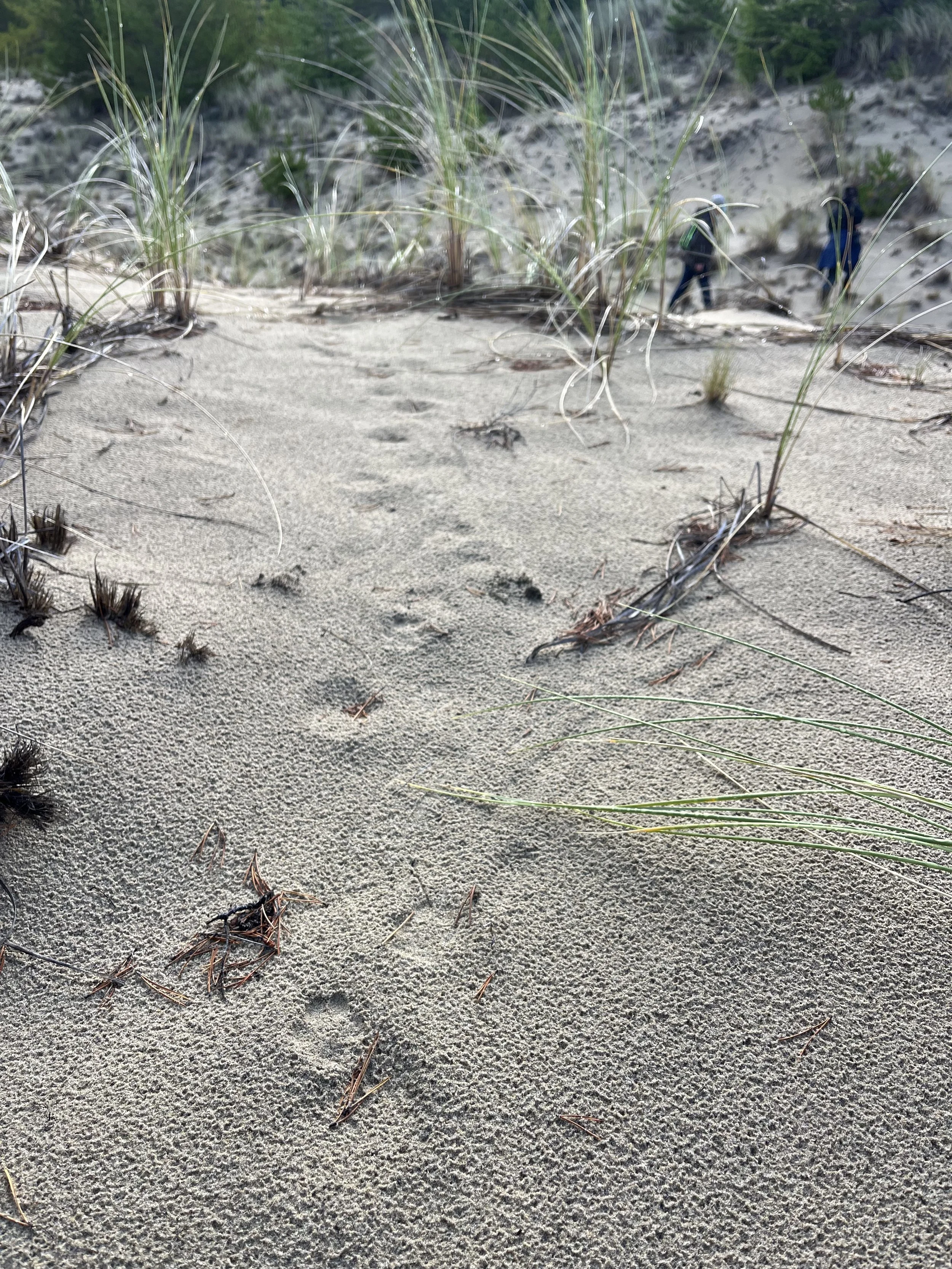 Coyote tracks