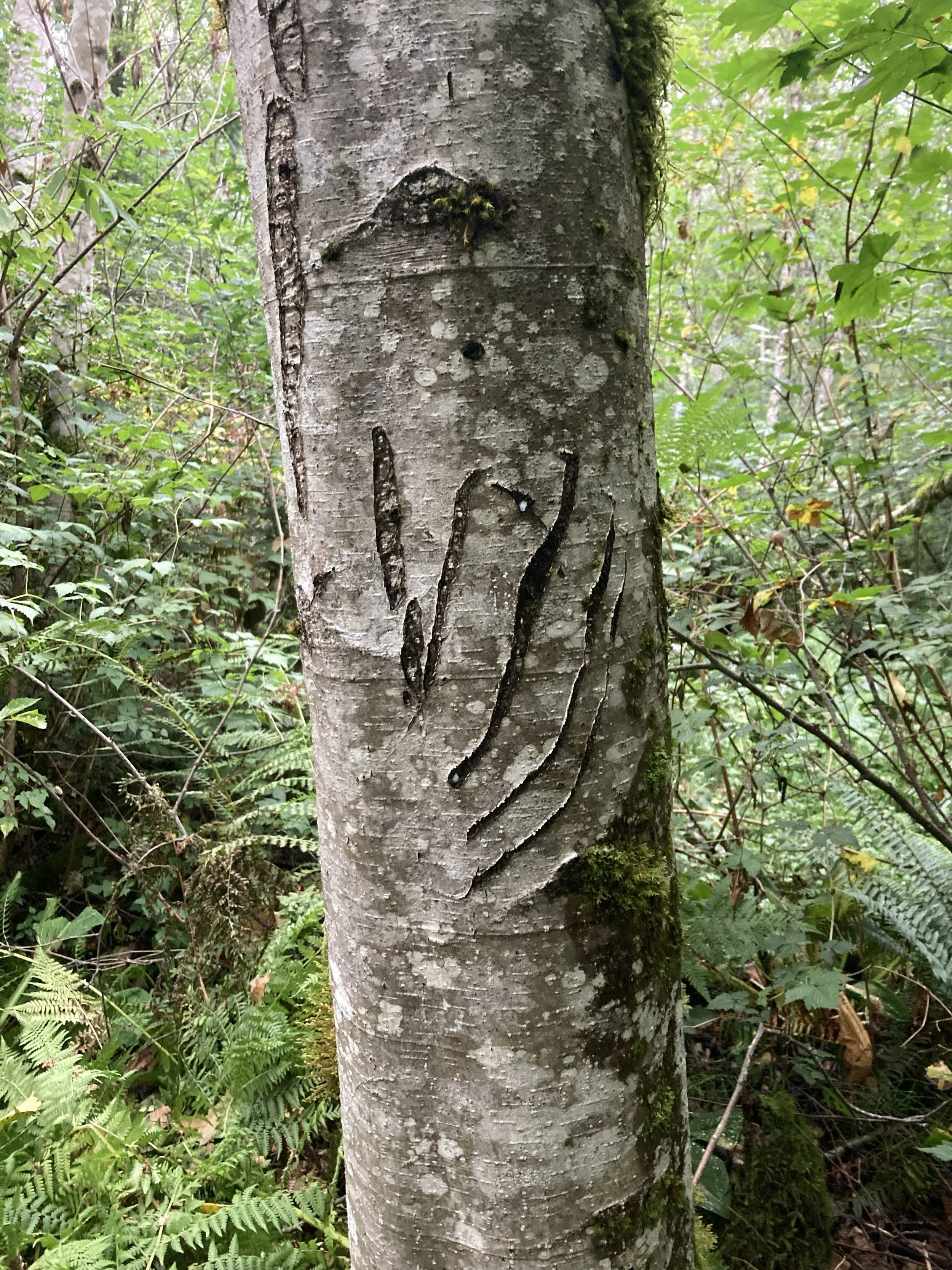 Black Bear claws