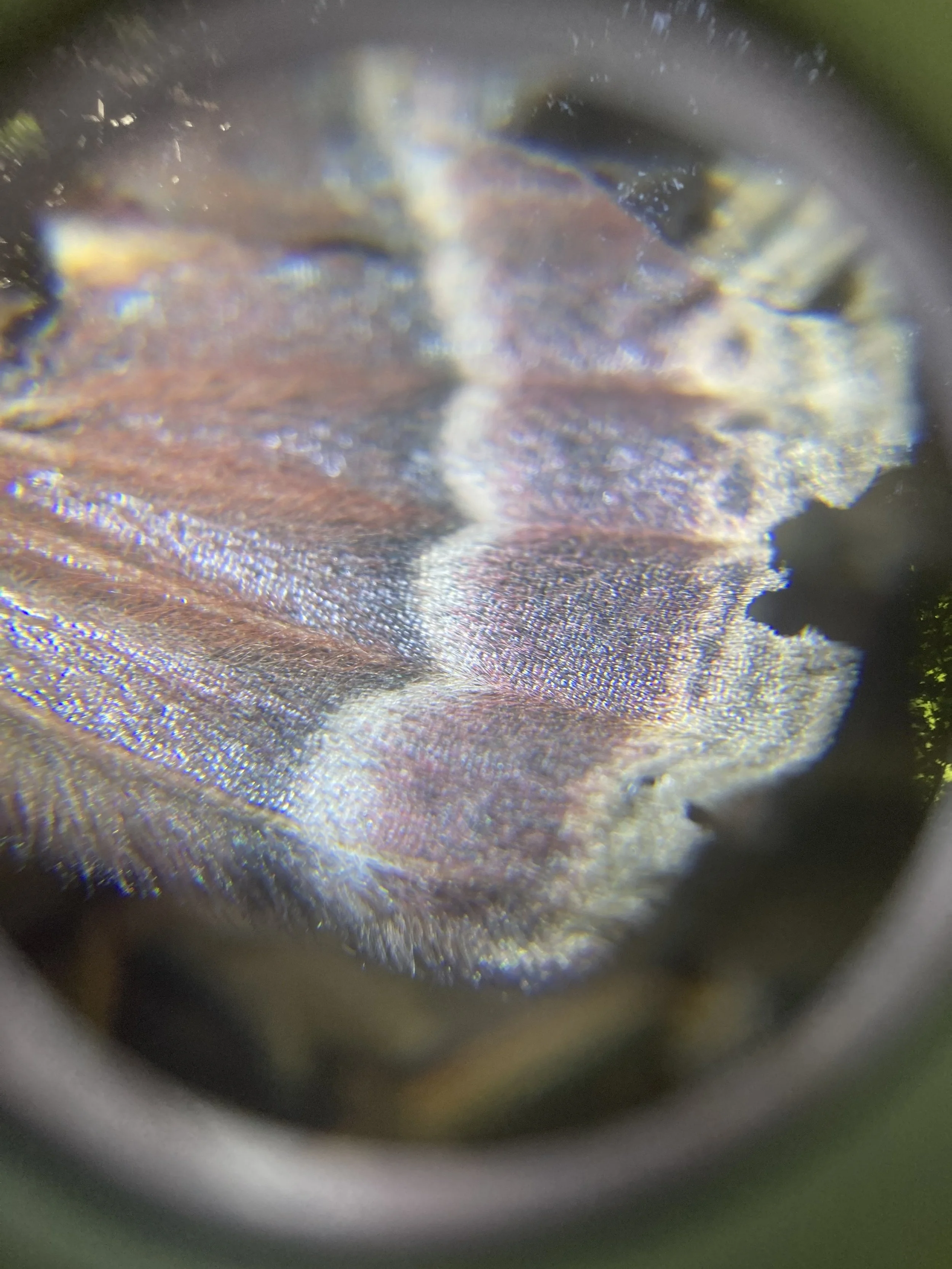 Close-up of a butterfly wing with iridescence reflections.