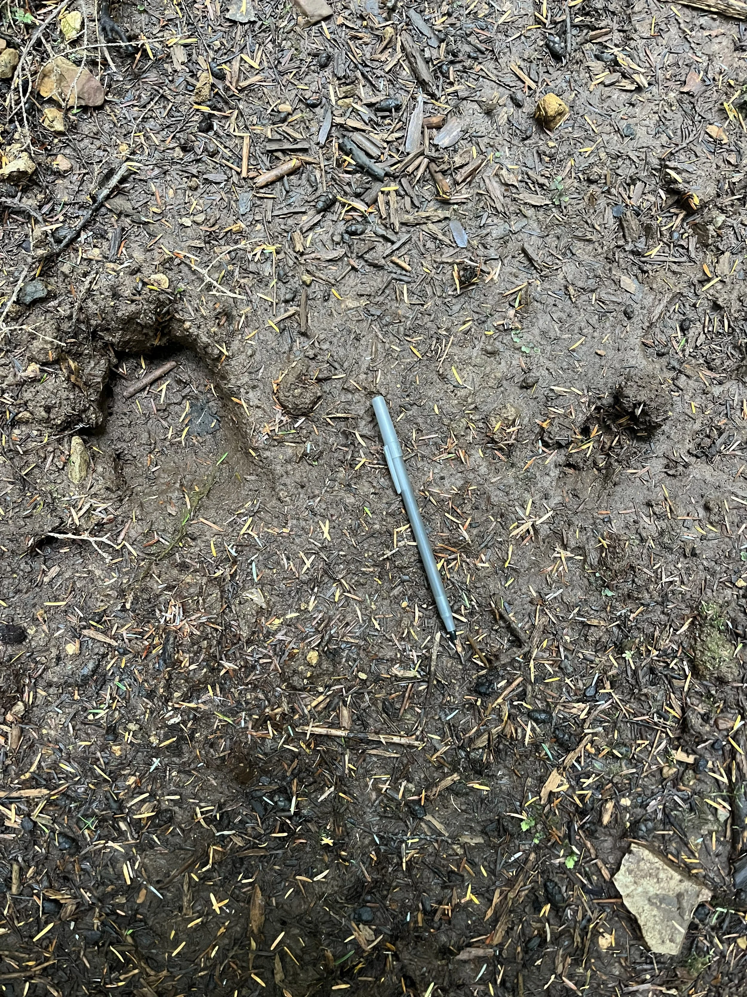 Elk on the left, Mule Deer on the Right