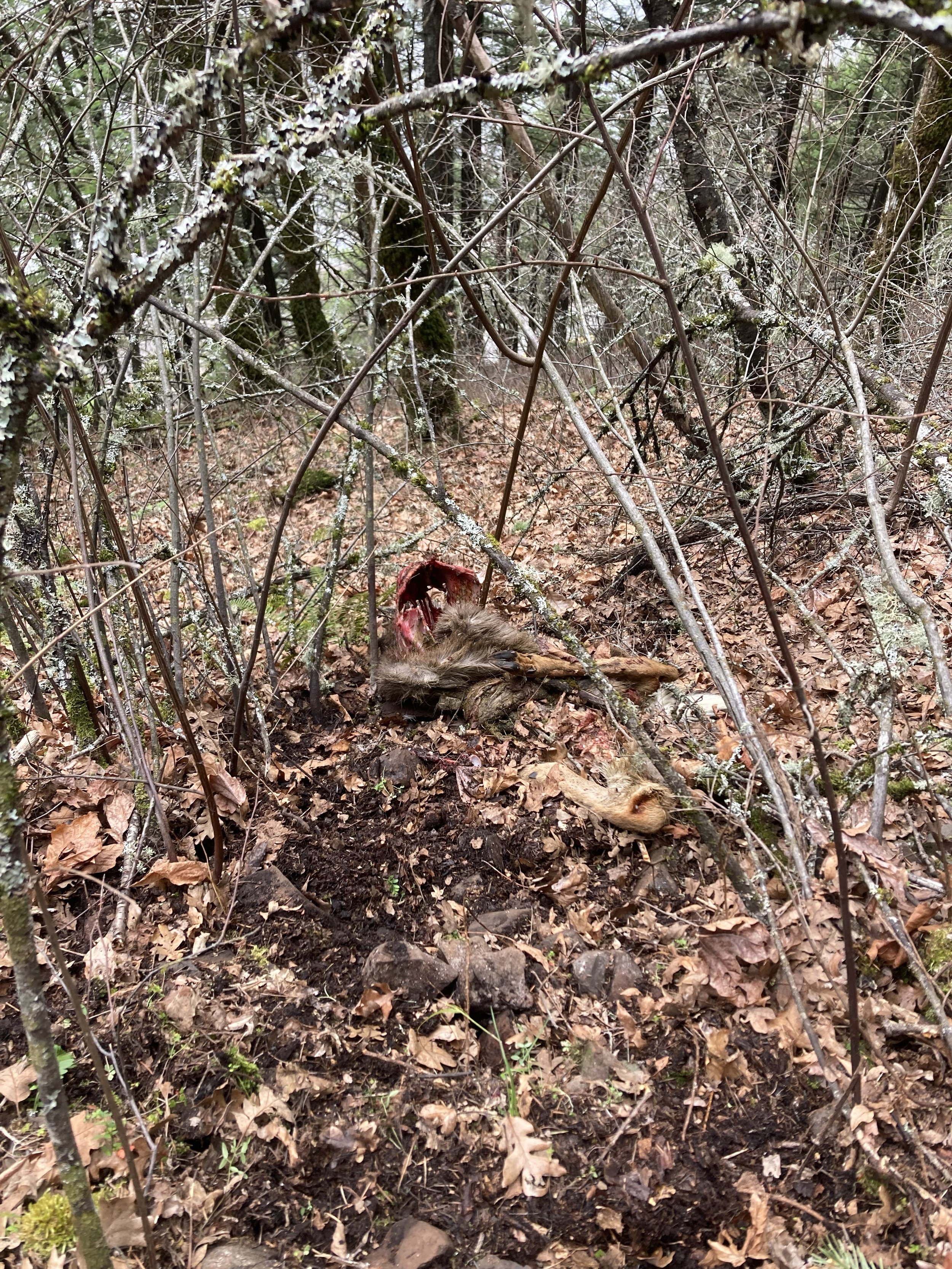 A well scavenged Black Tail Deer, likely taken by a cougar, and scavenged thoroughly within a day.