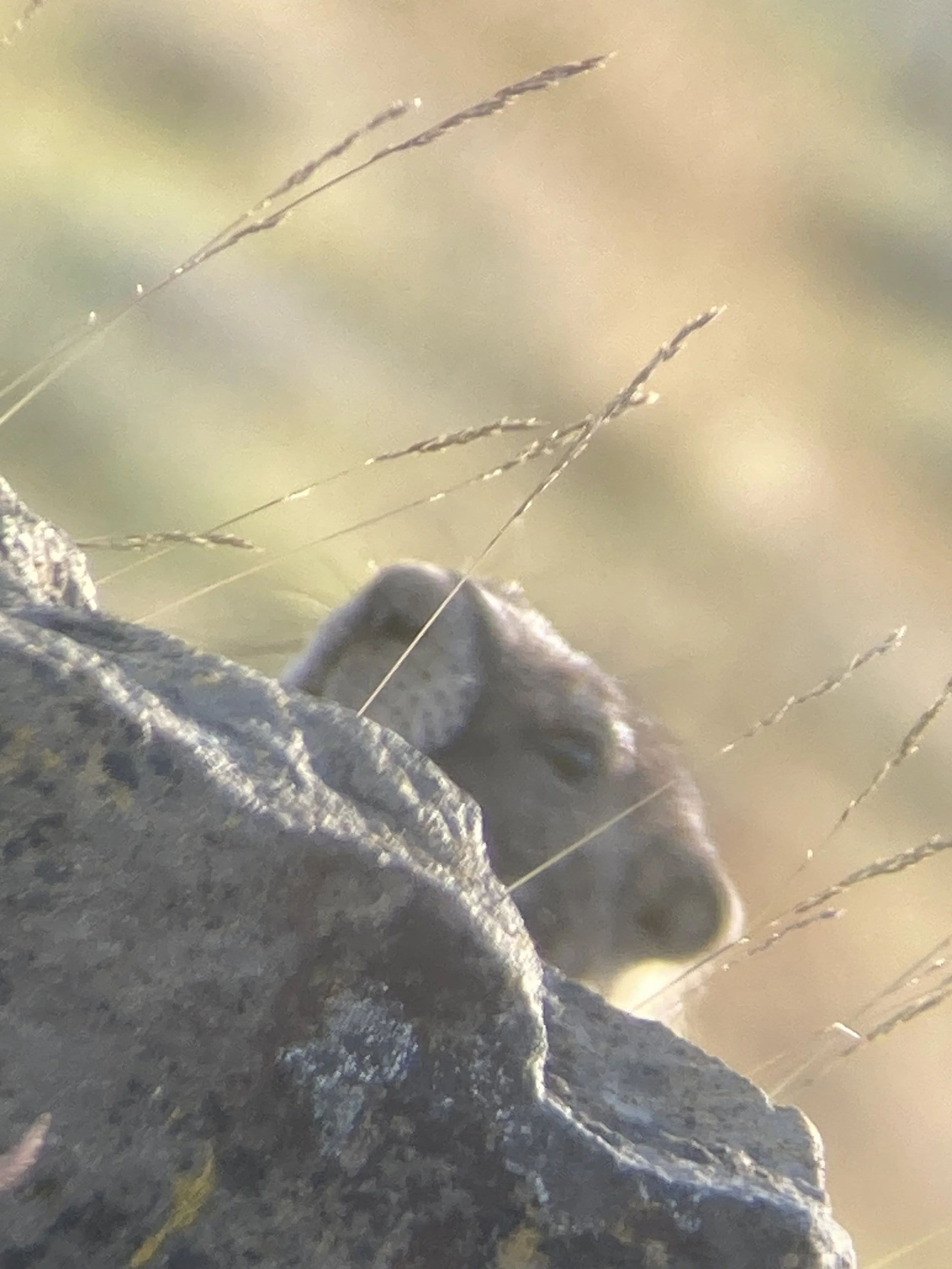 A suspicious Yellow Bellied Marmot, takes a peak. 