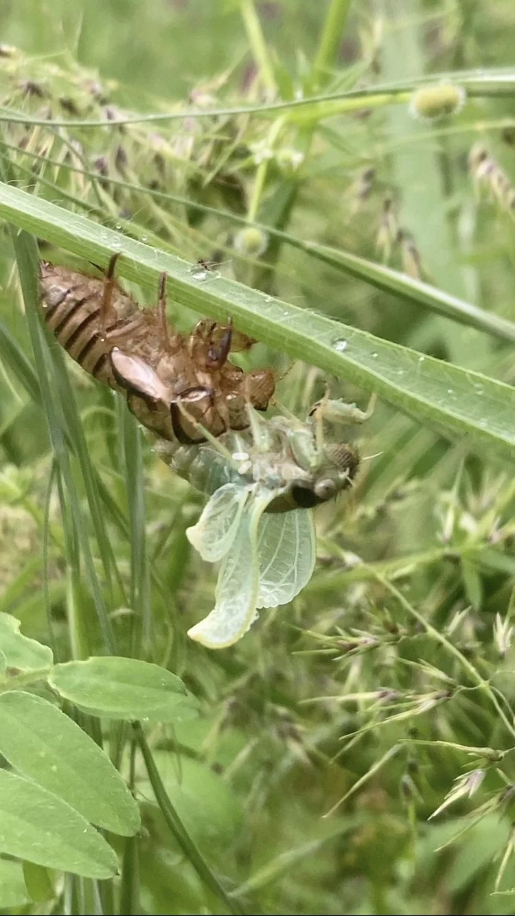 A Cicada emerges in a Oak Savannah 