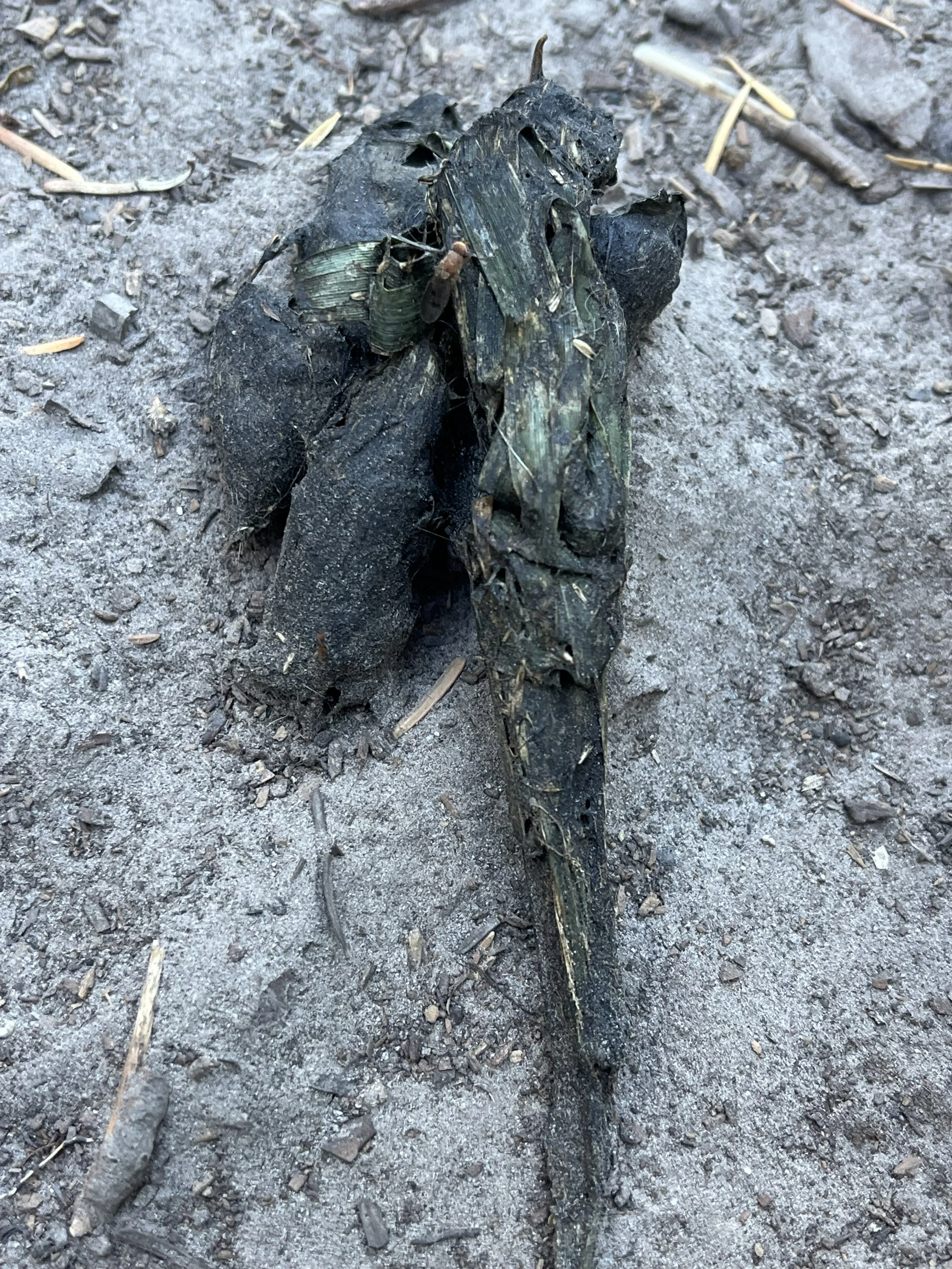 Potential Sierra Red Fox scat found in the Alpine. 