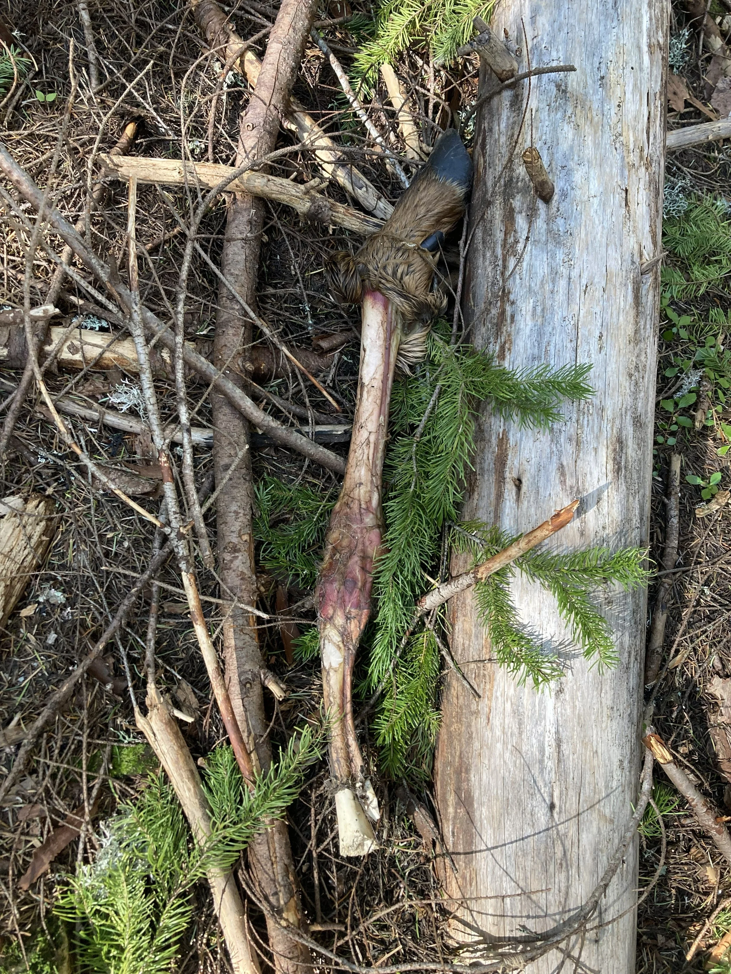 An Elk leg found at a Black Bear scavenge site.