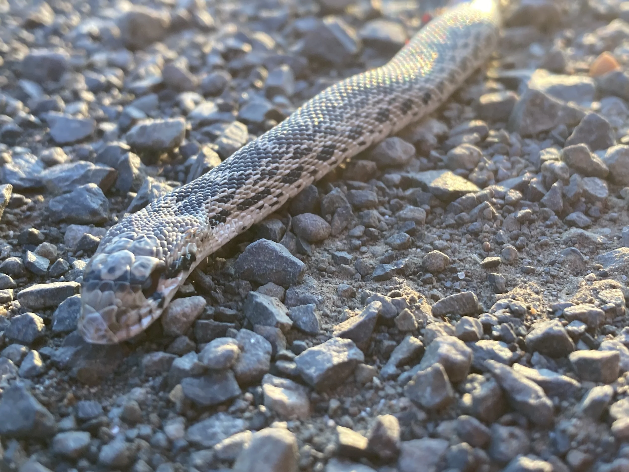 Gopher Snake