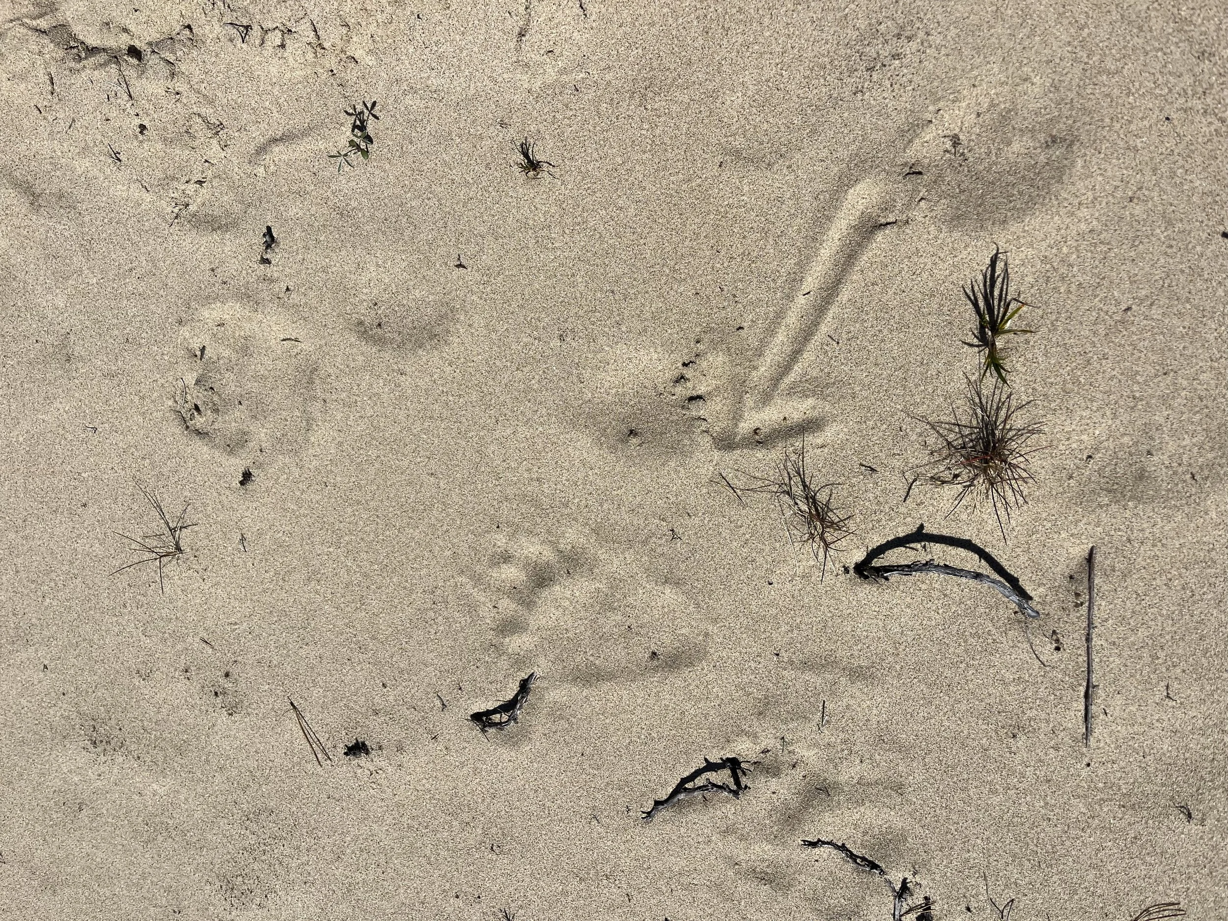 A Black Bear moves through the sand